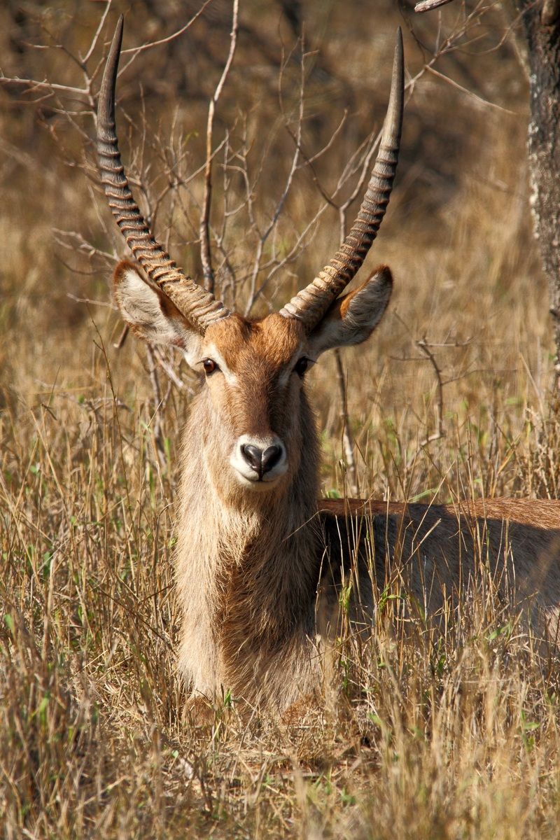 Waterbuck - young male
