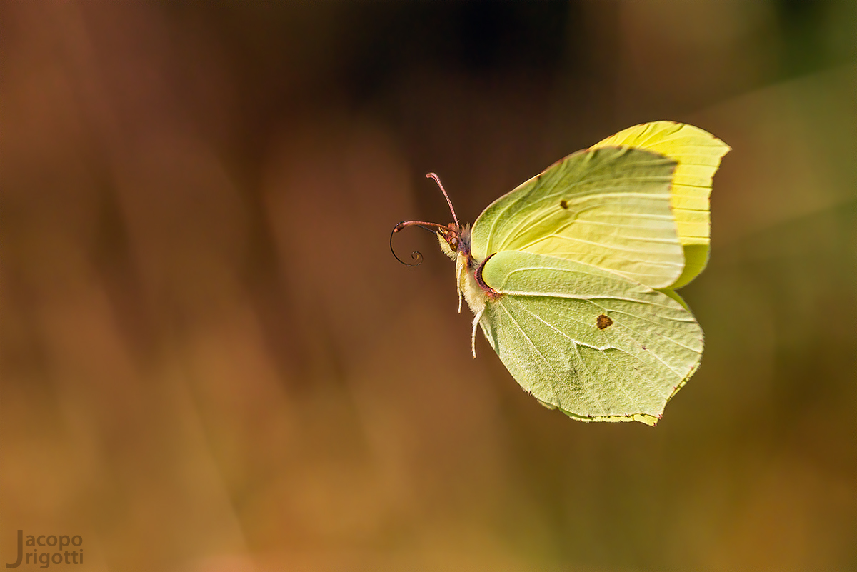 leggerezza - Gonepteryx rhamni maschio
