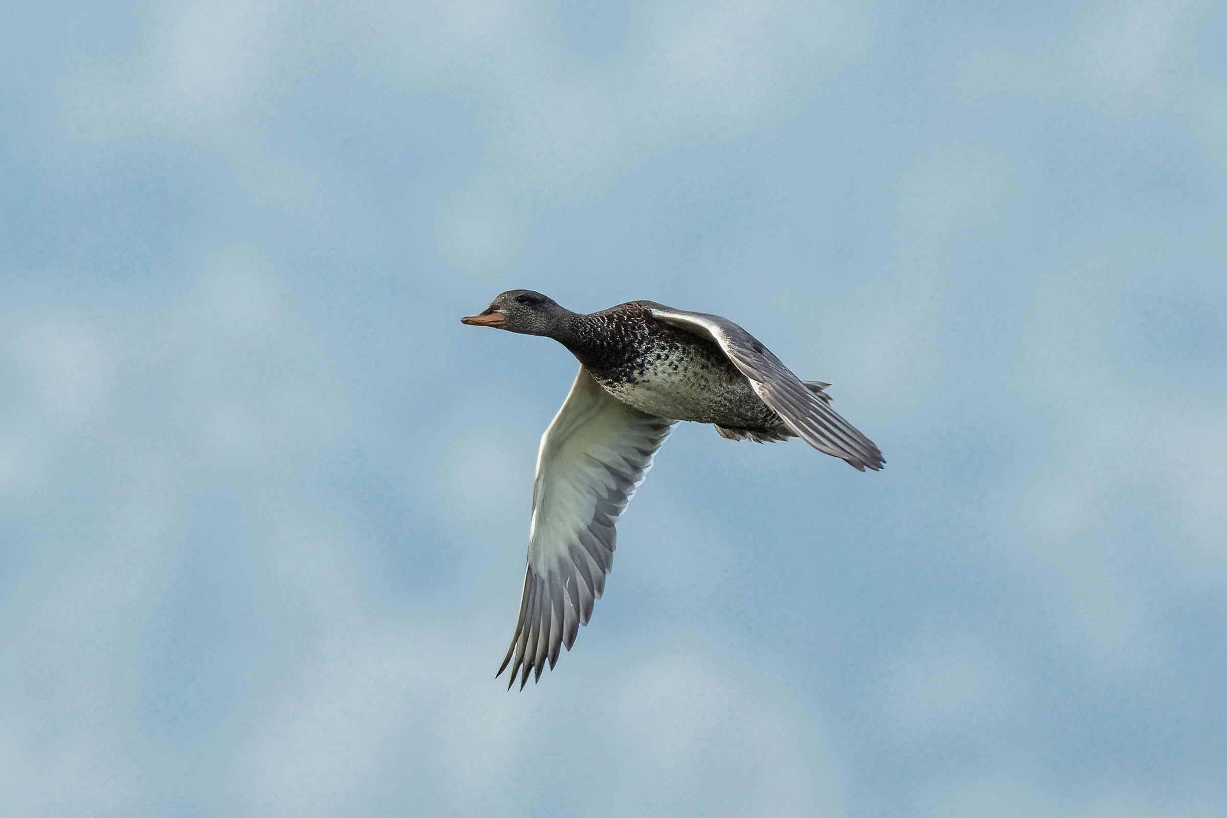Gadwall (Mareca Strepera)