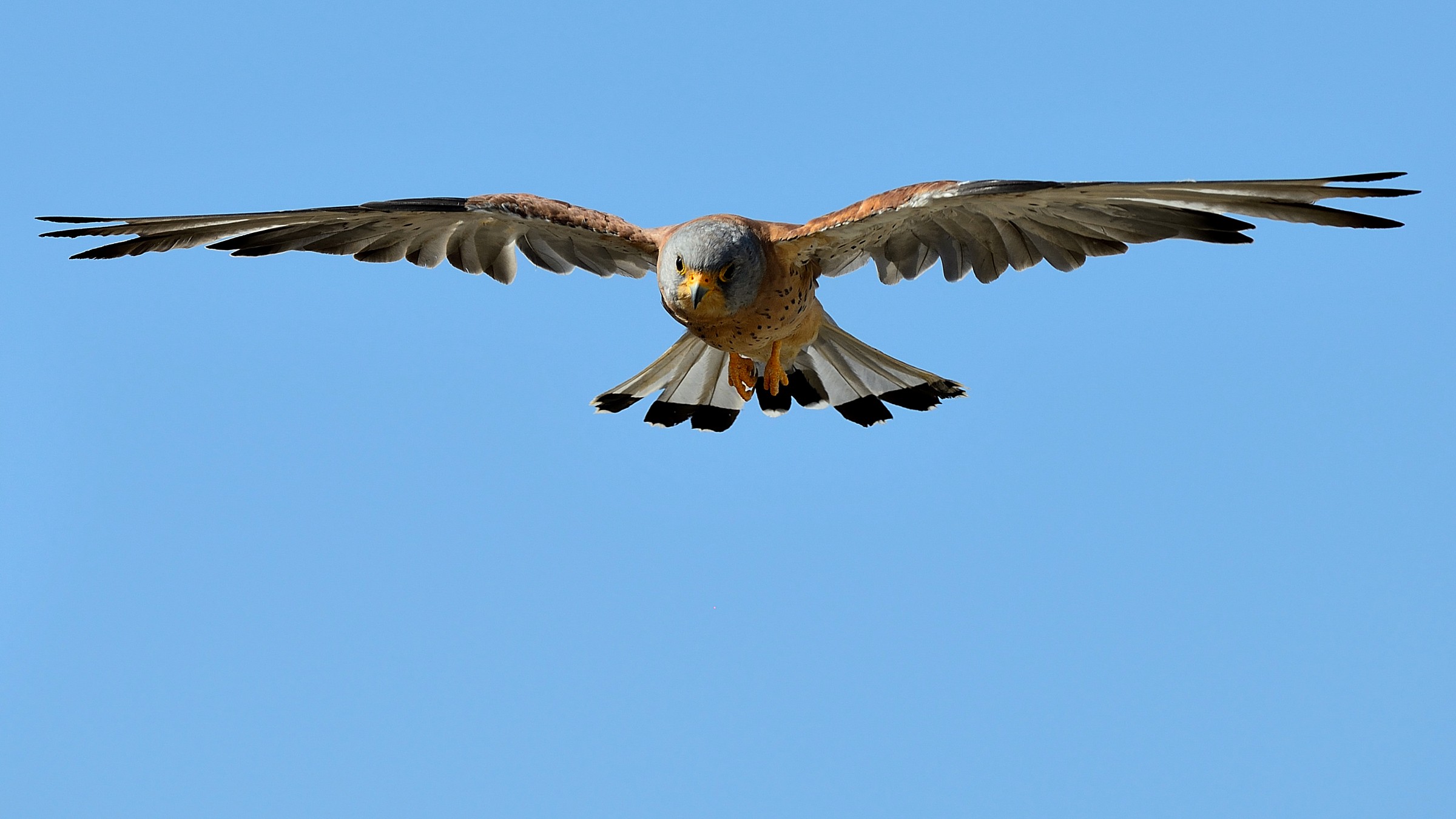 Lesser kestrel / Falco naumanni