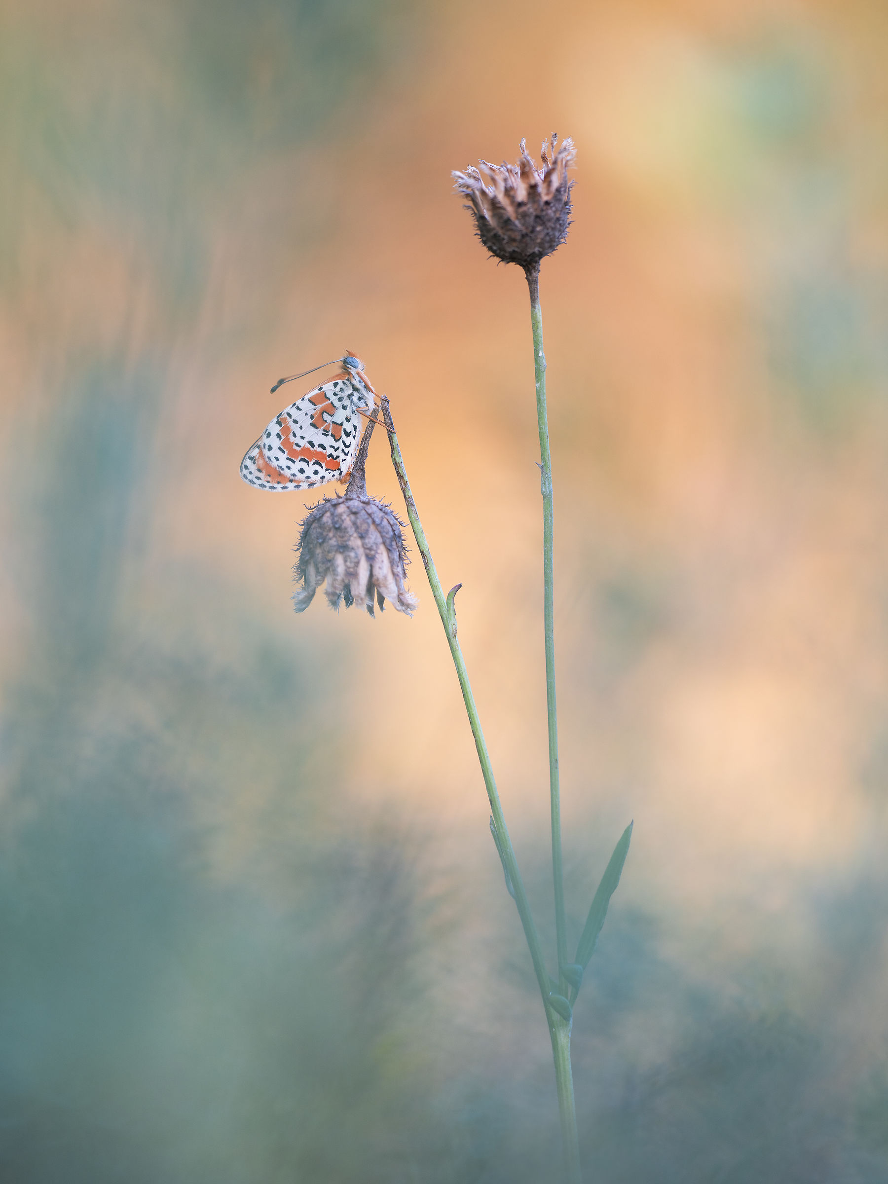 Melitaea didyma