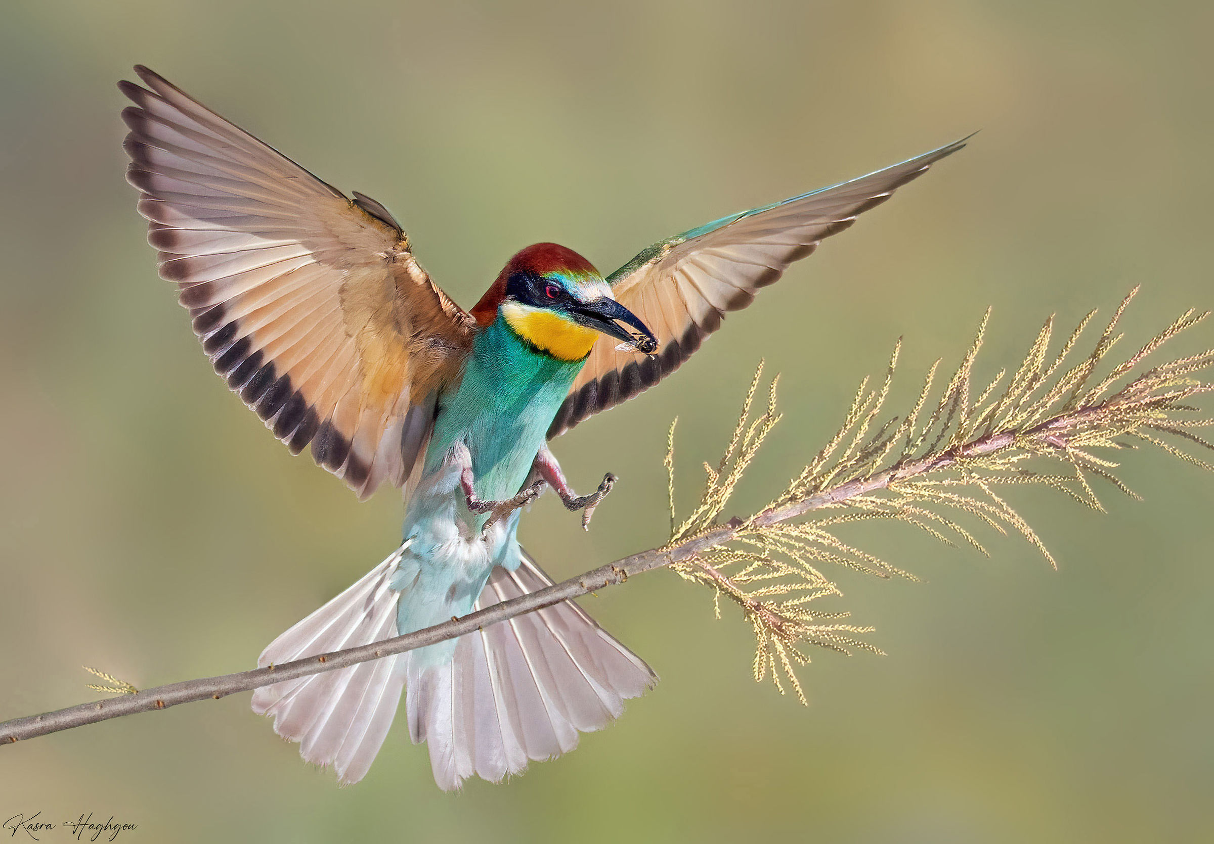 European bee-eater