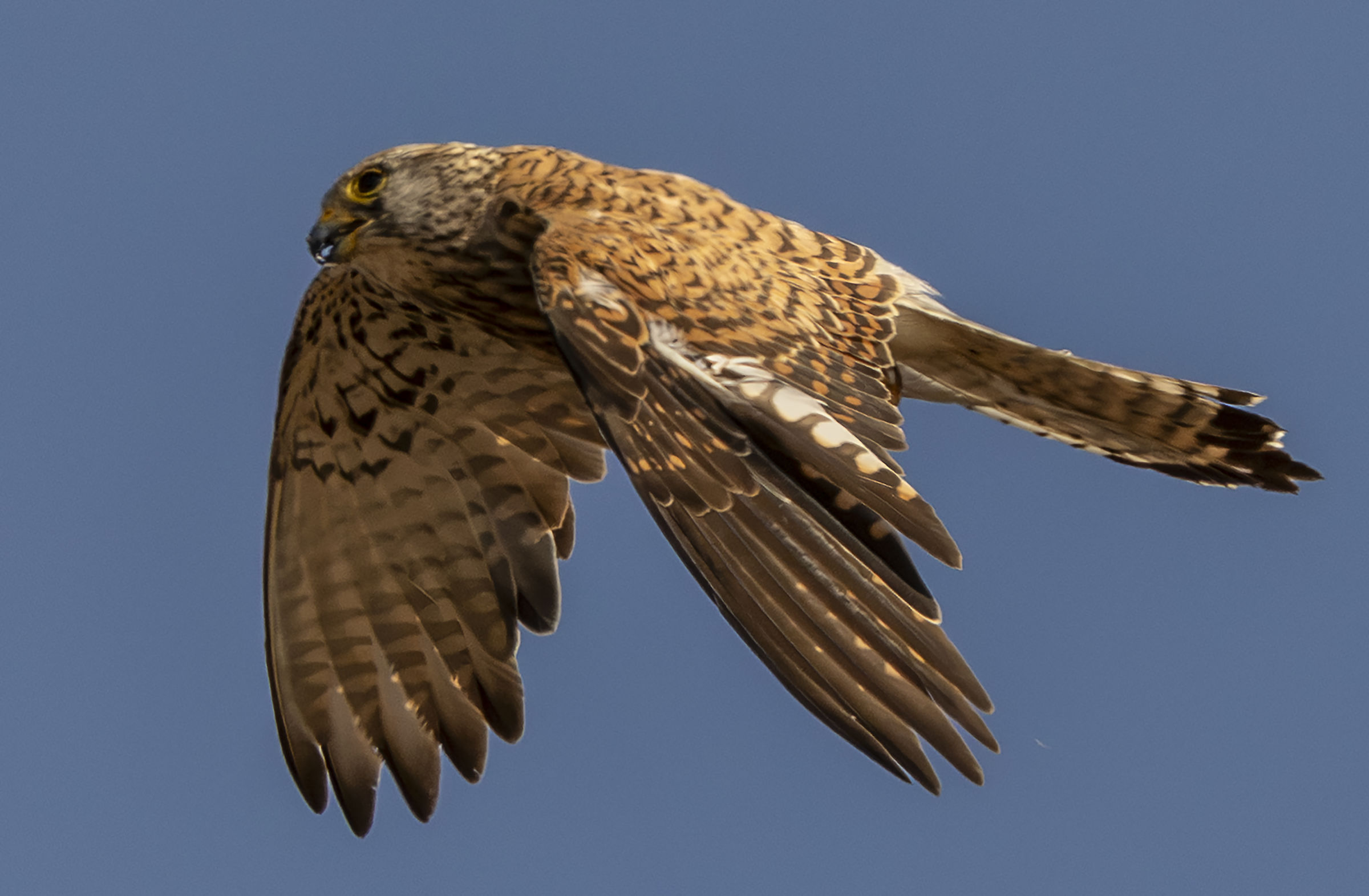 female kestrel flying