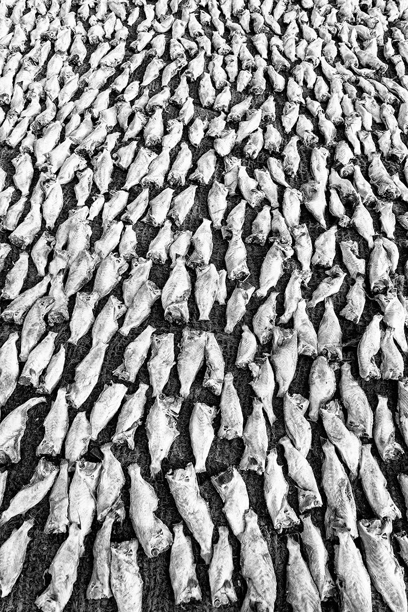 The fish hung out to dry in