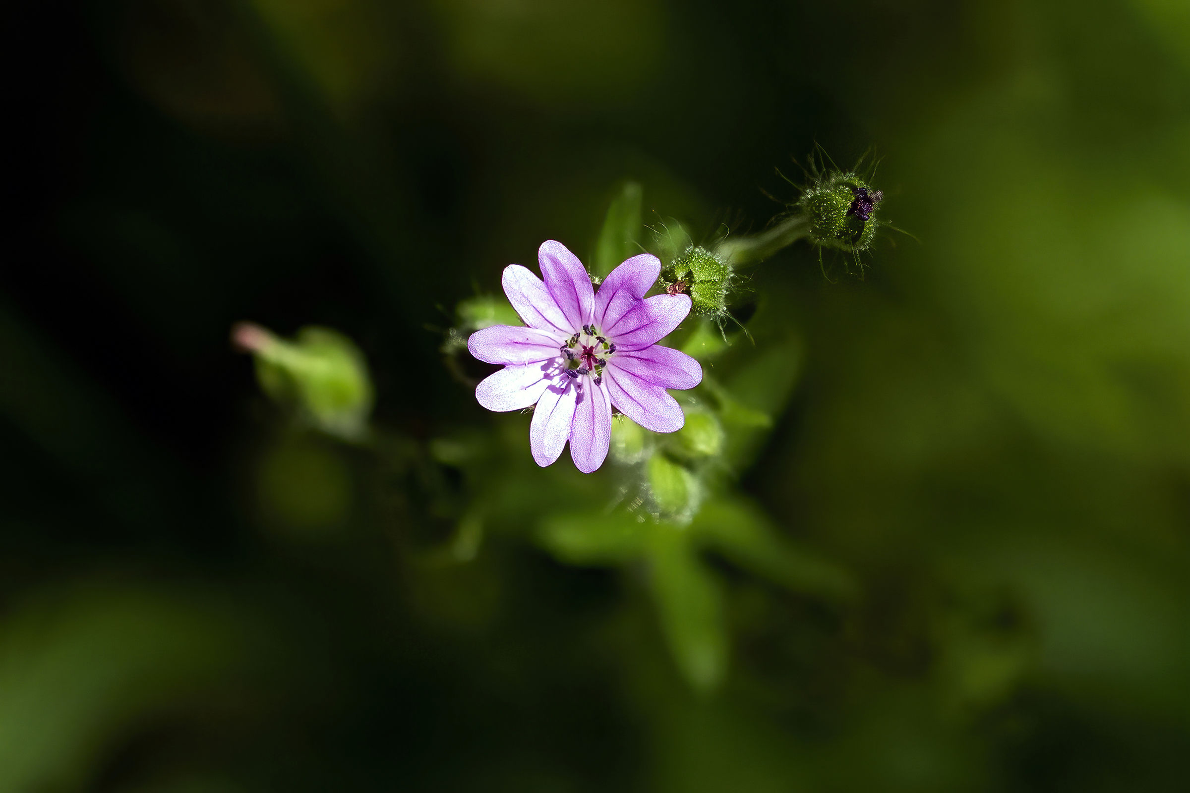 Soft geranium (vulgar)...
