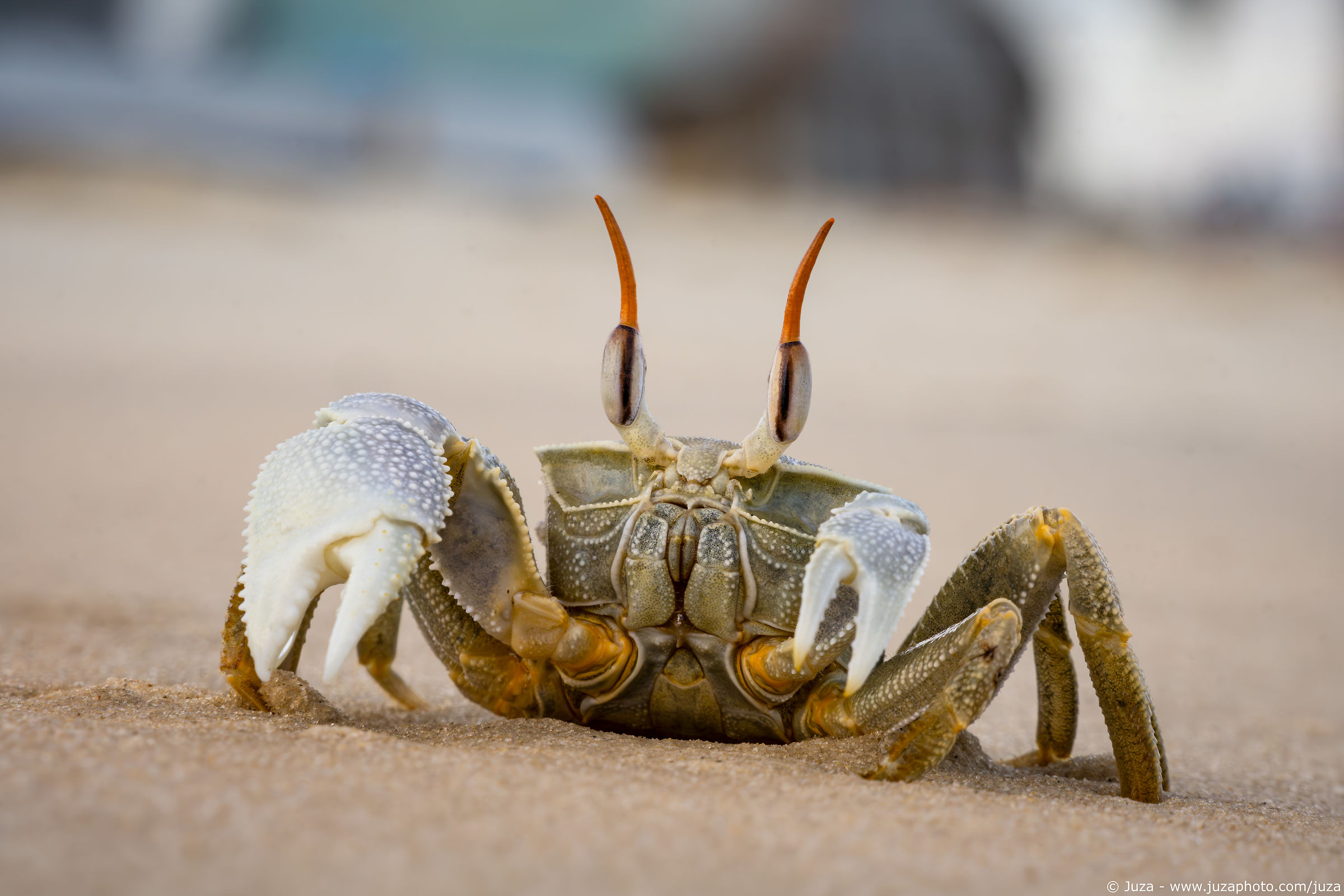 Ocypode ceratophthalmus, Morondava