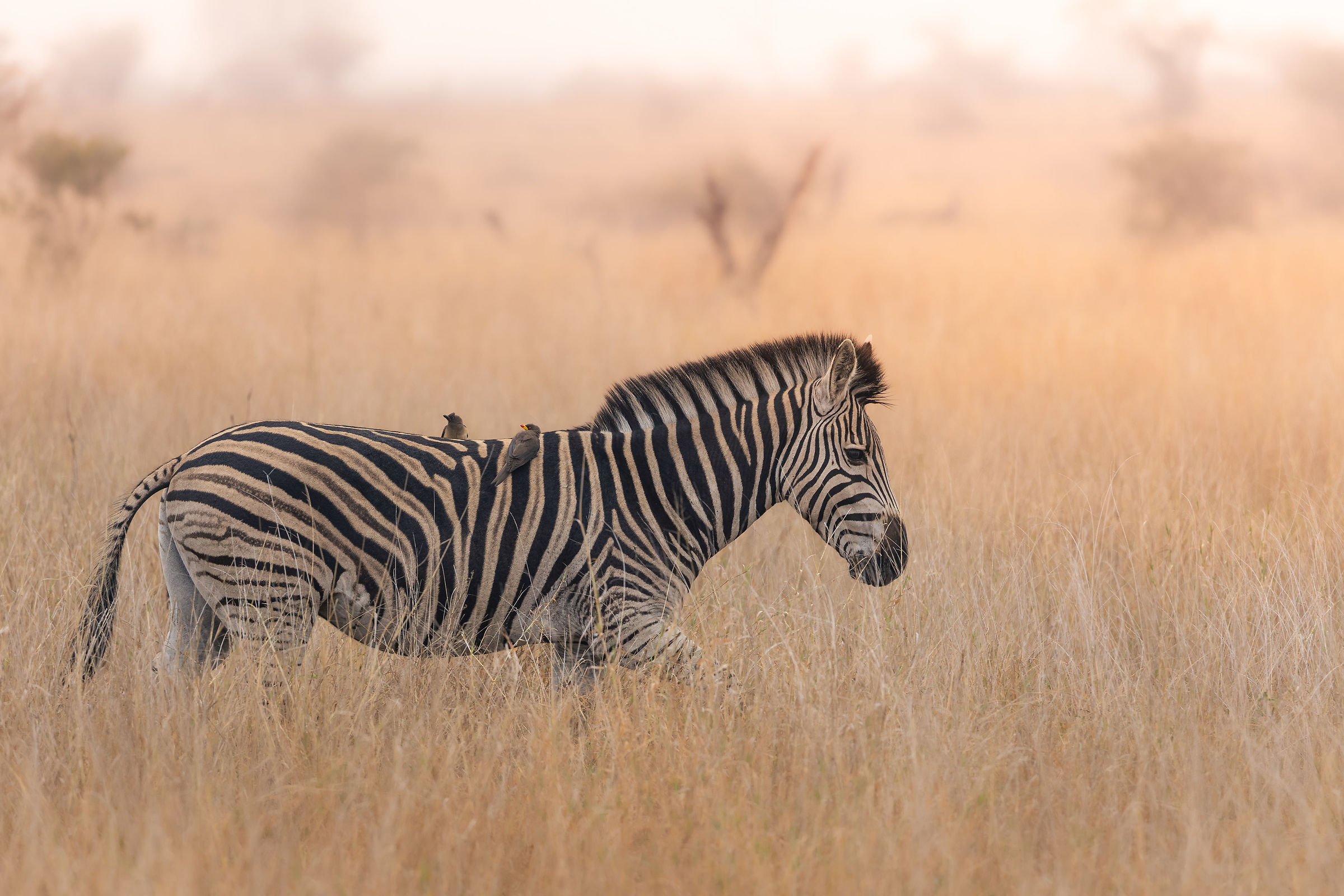 Zebra alle ultime luci