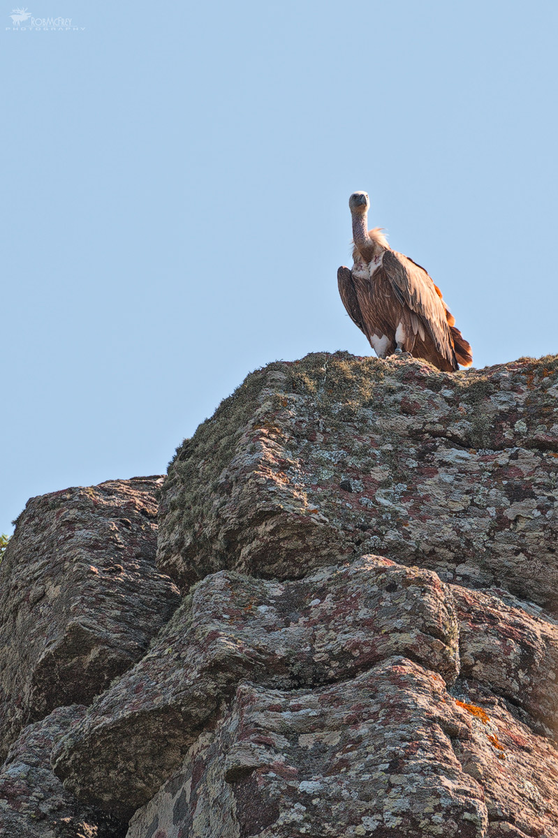 Grifone Bosano su Posatoio