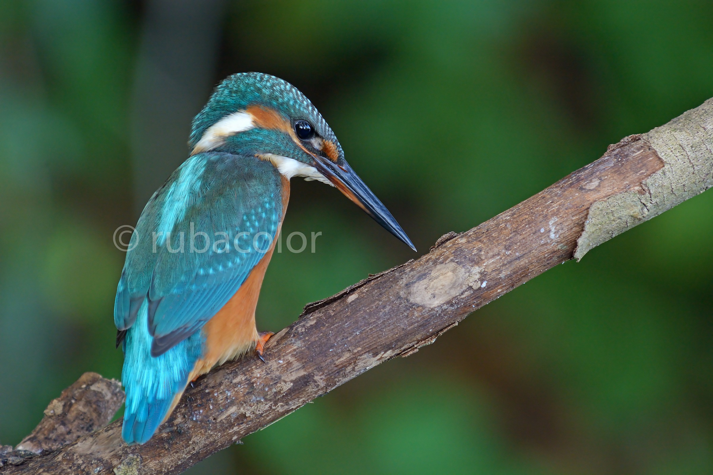 Osservando i movimenti dei pesciolini