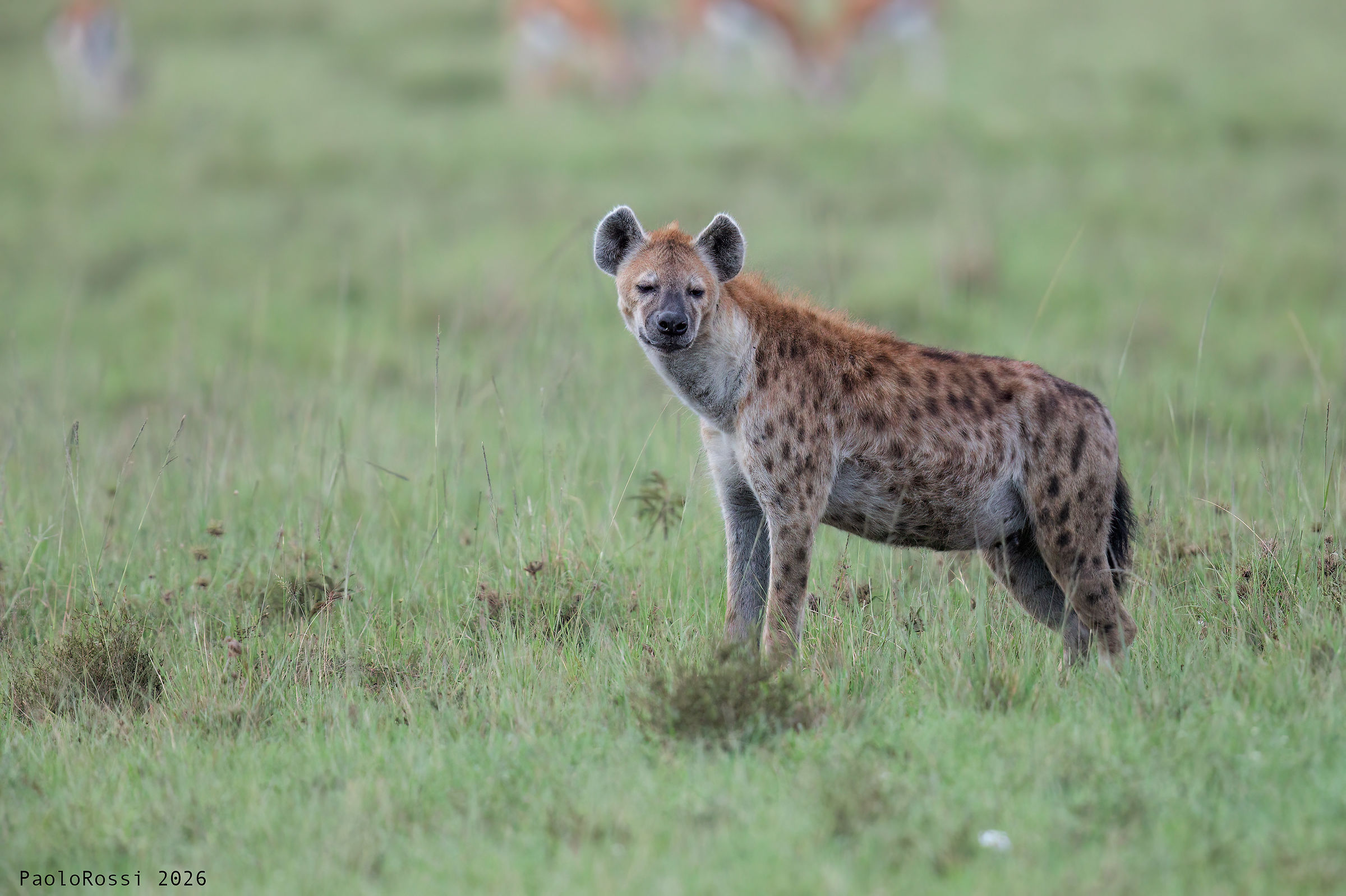 Spotted hyena...