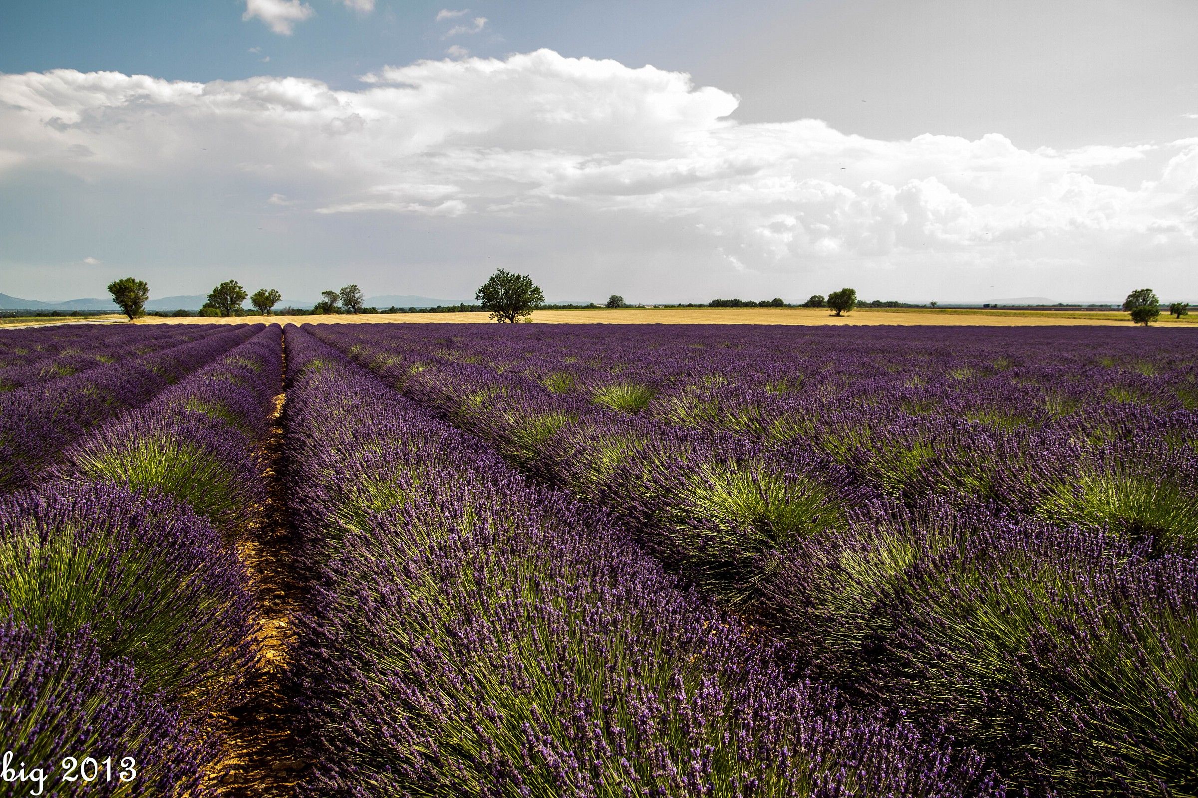 Lavender 2013