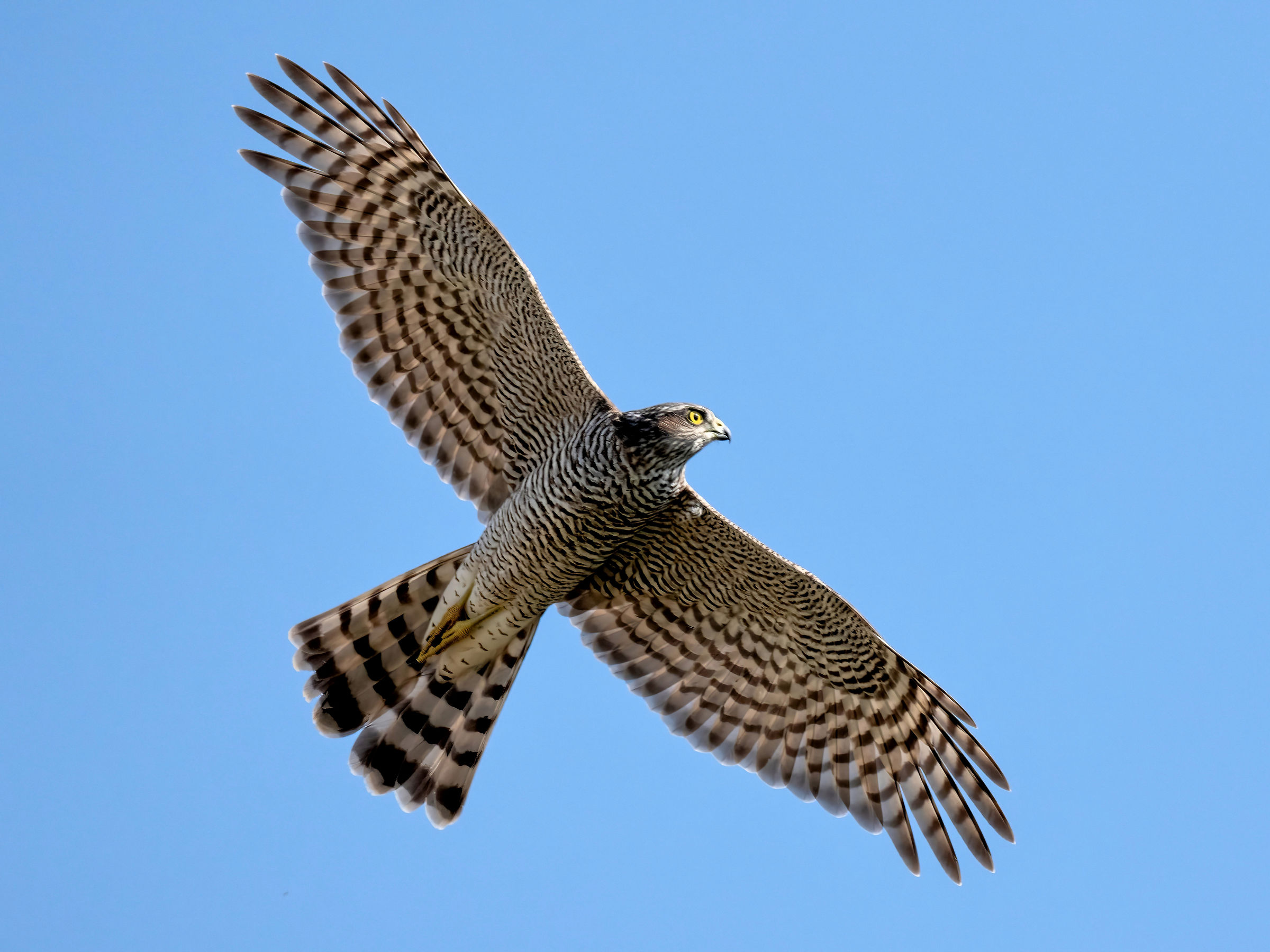 Sparrowhawk (Accipiter nisus)