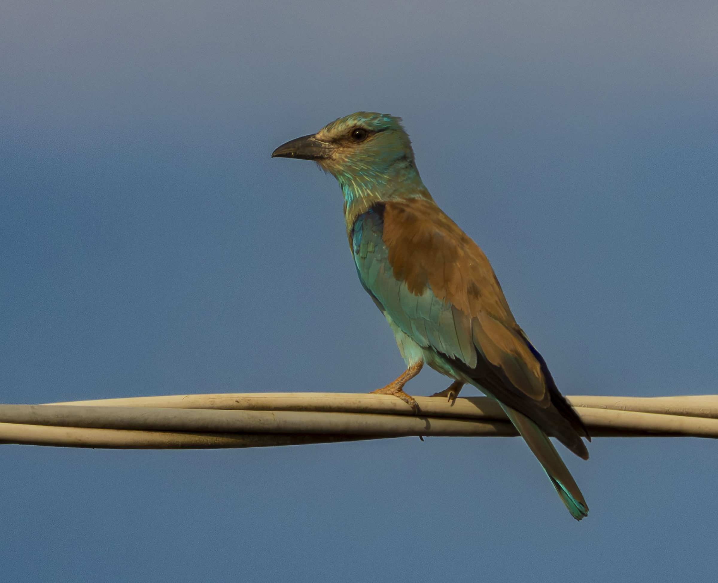 European Roller