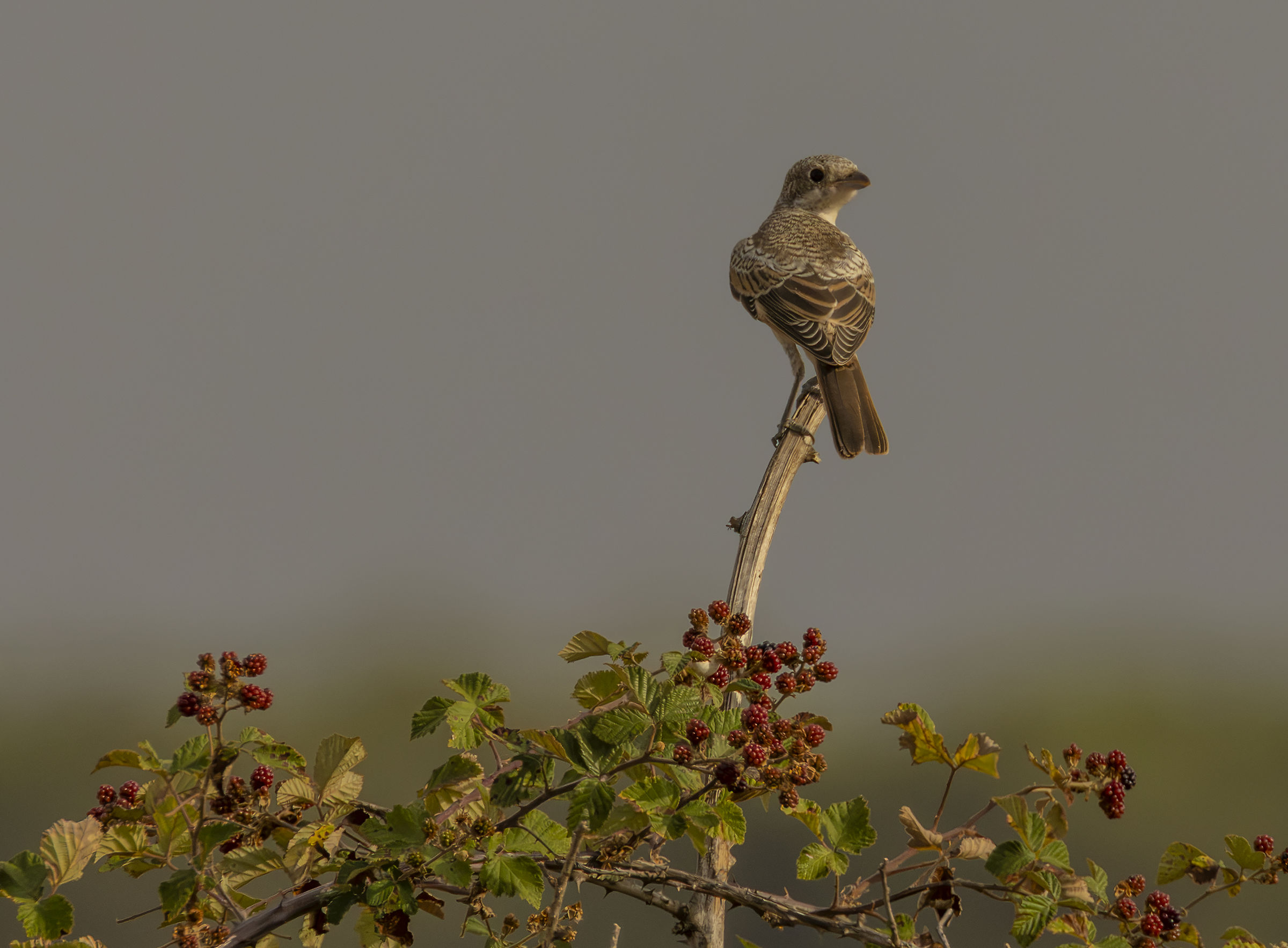 Young Lesser Shrike
