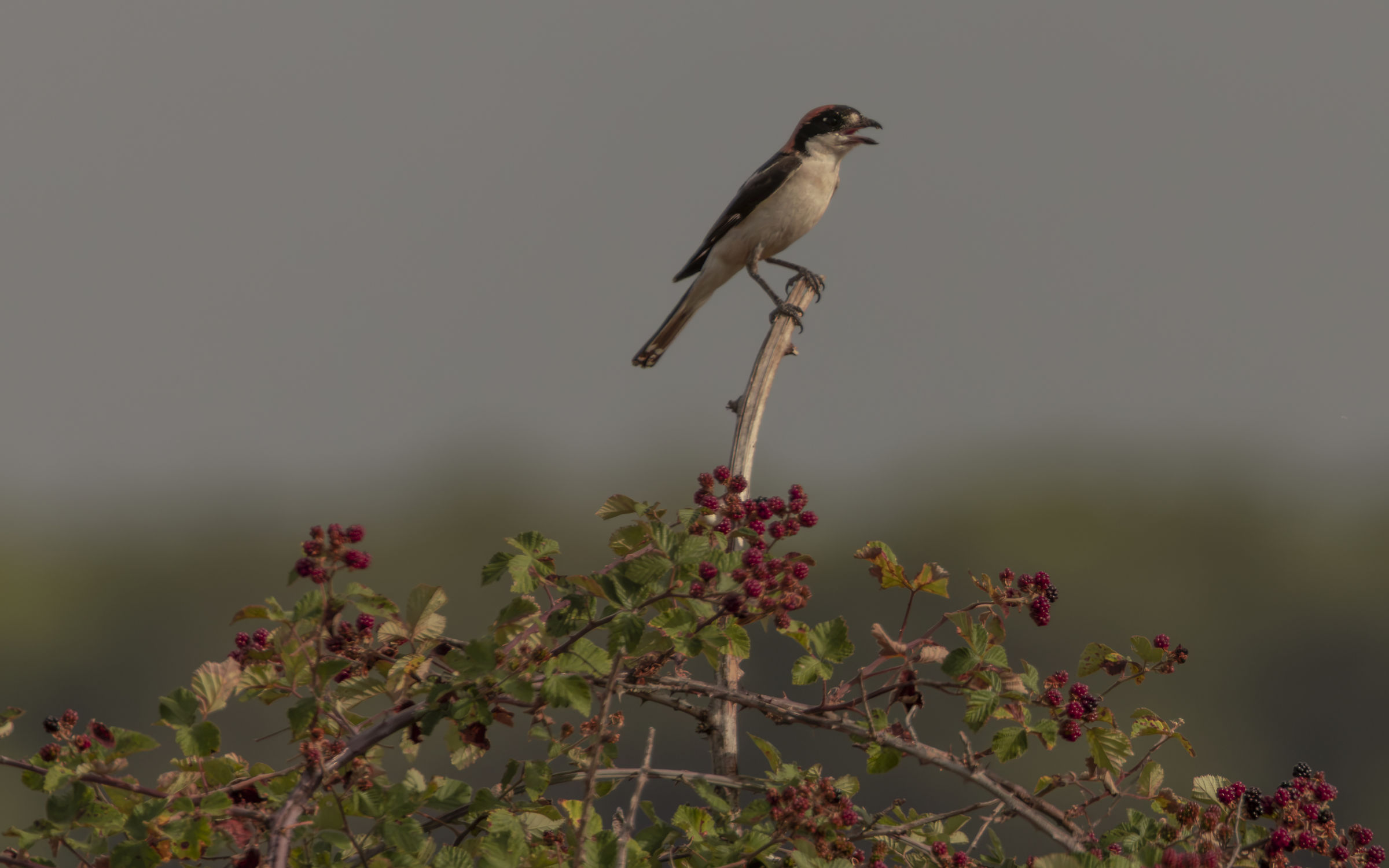 Redcap Shrike