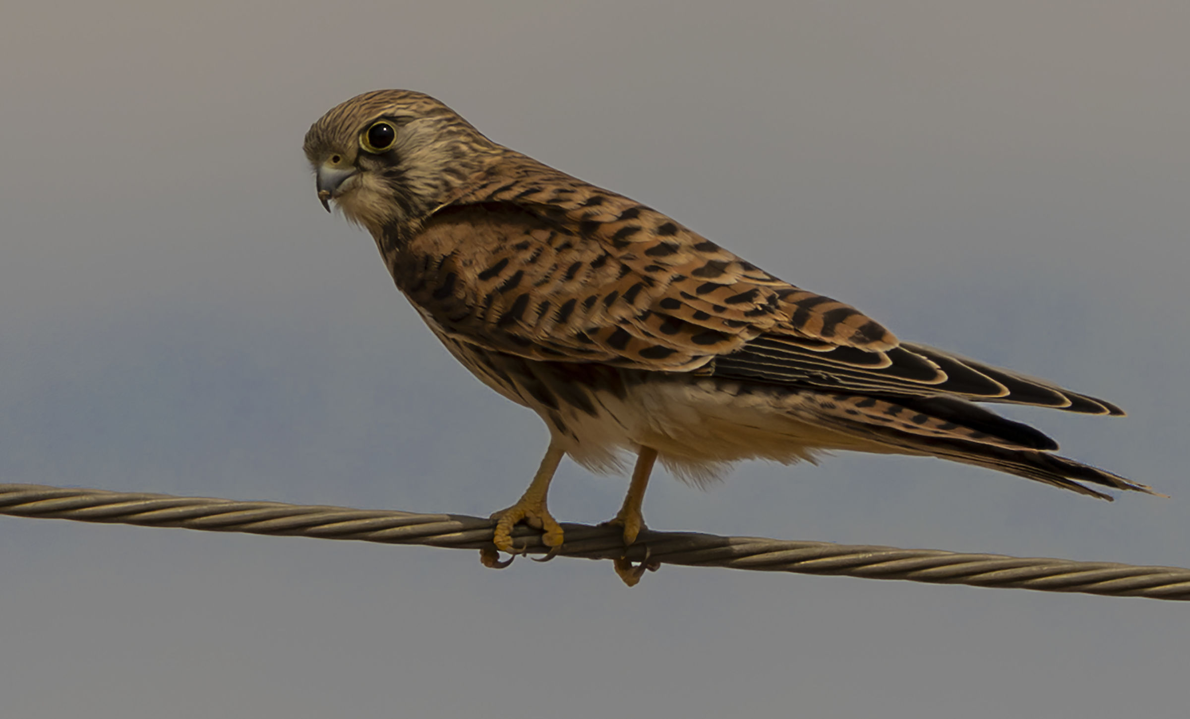 Female kestrel