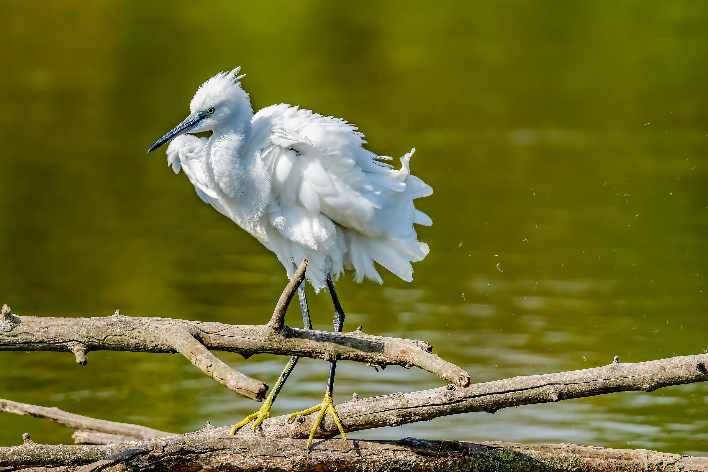 Matted egret
