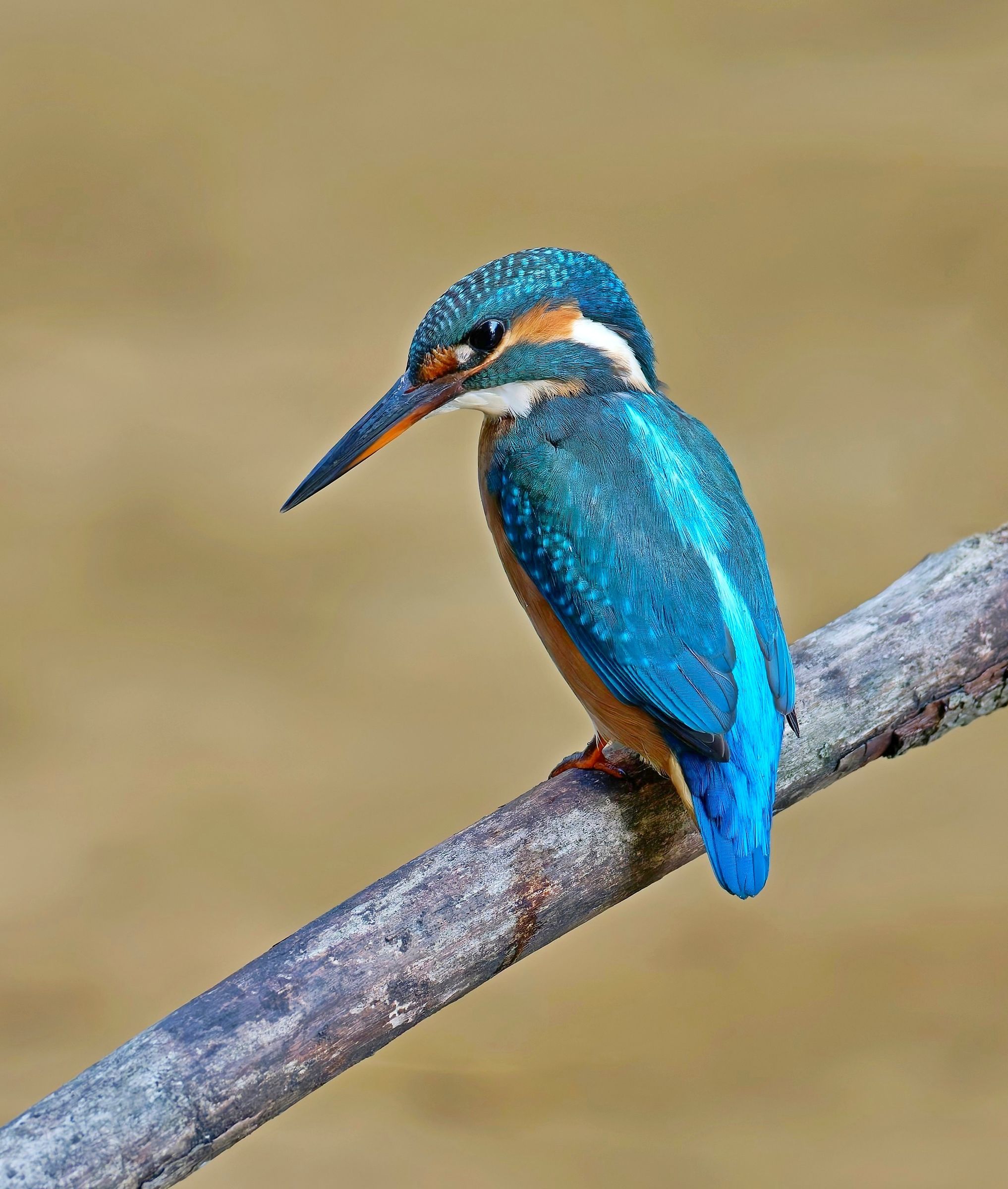 Livrea azzurra