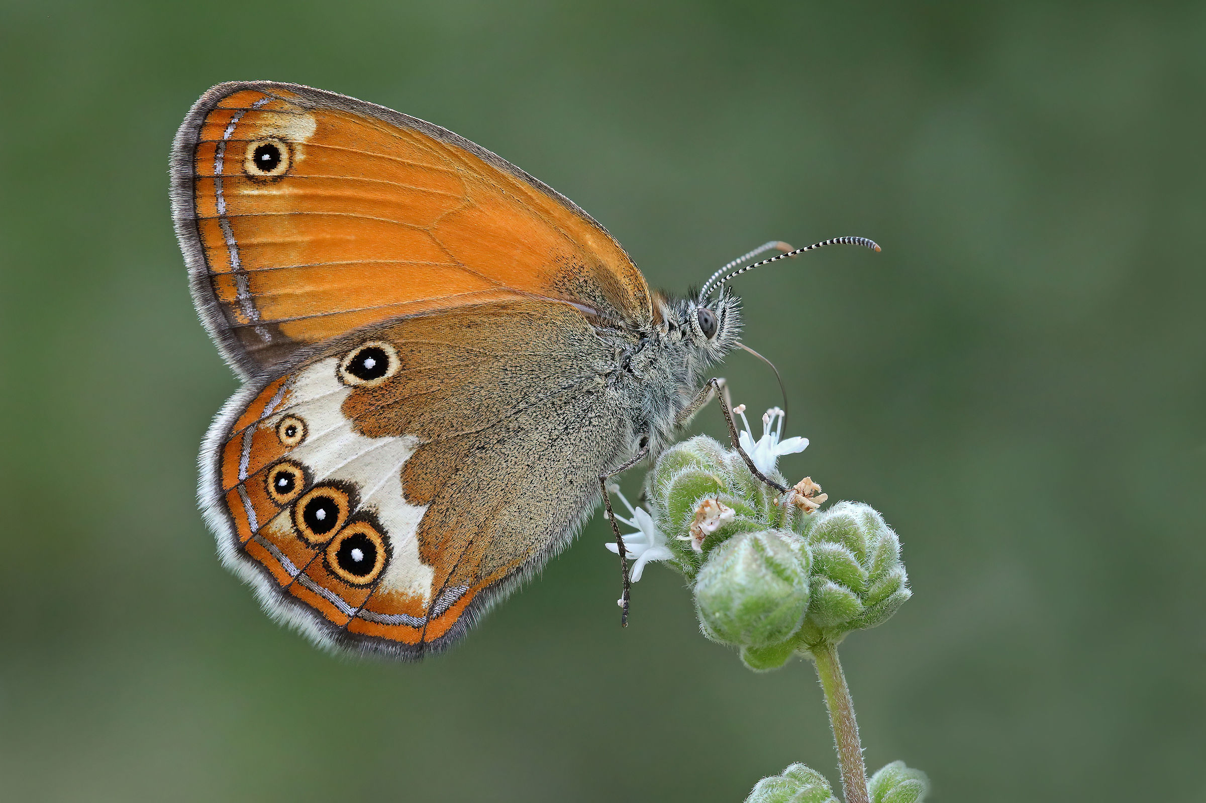 Coenonympha arcania