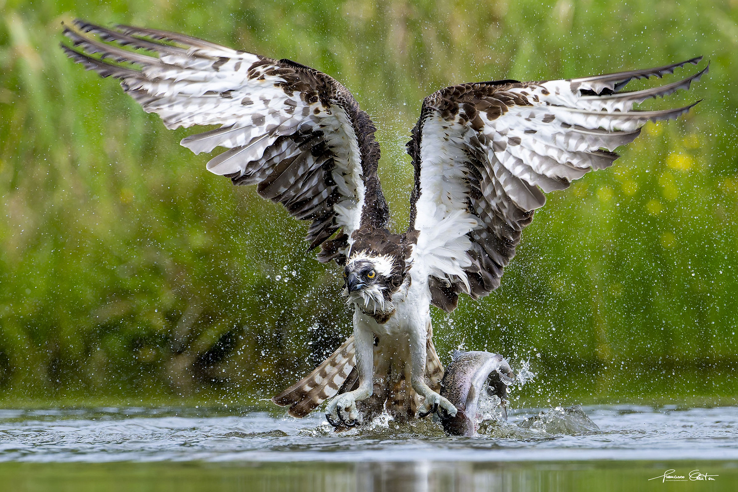 Osprey