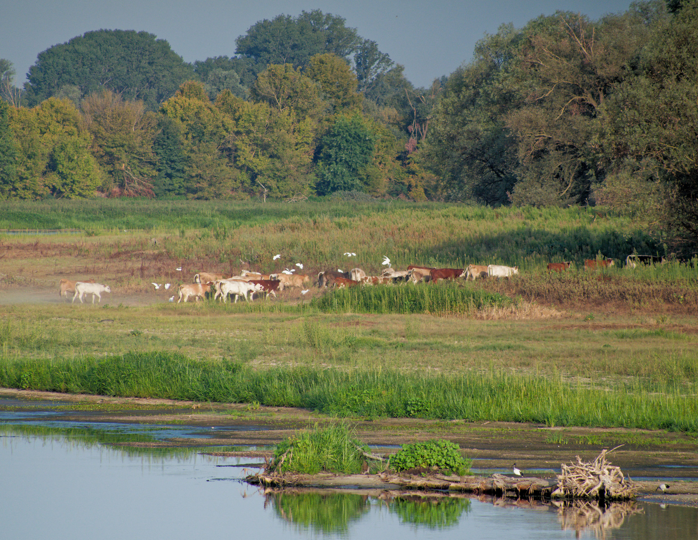 Cattle and water birds. Ticino is changing
