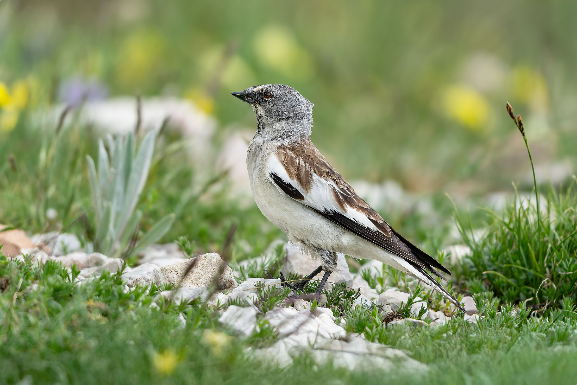 Alpine Finch