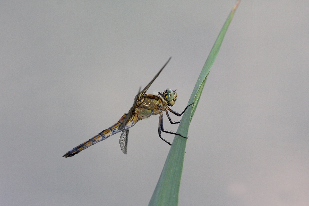 dragonfly