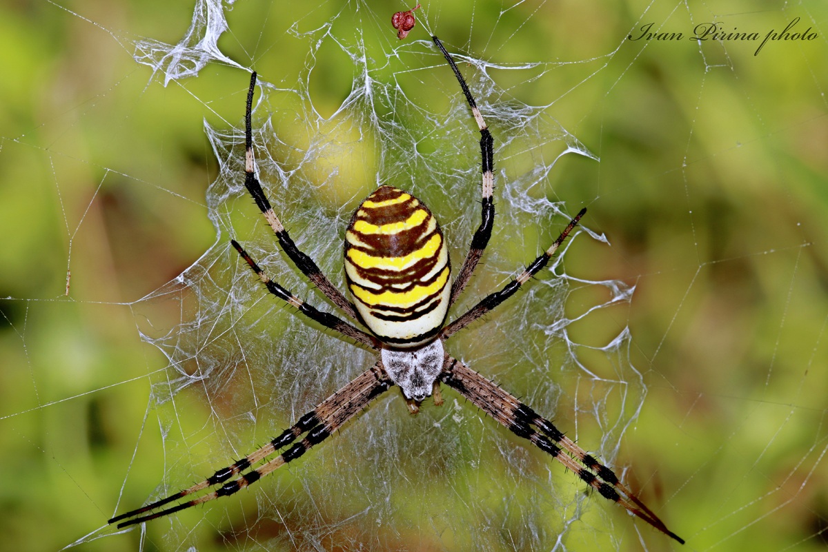 Argiope bruennichi (ragno vespa o ragno tigre)