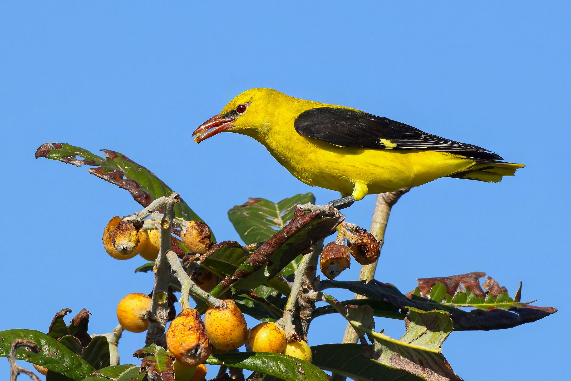 Golden Oriole (Oriolus oriolus)