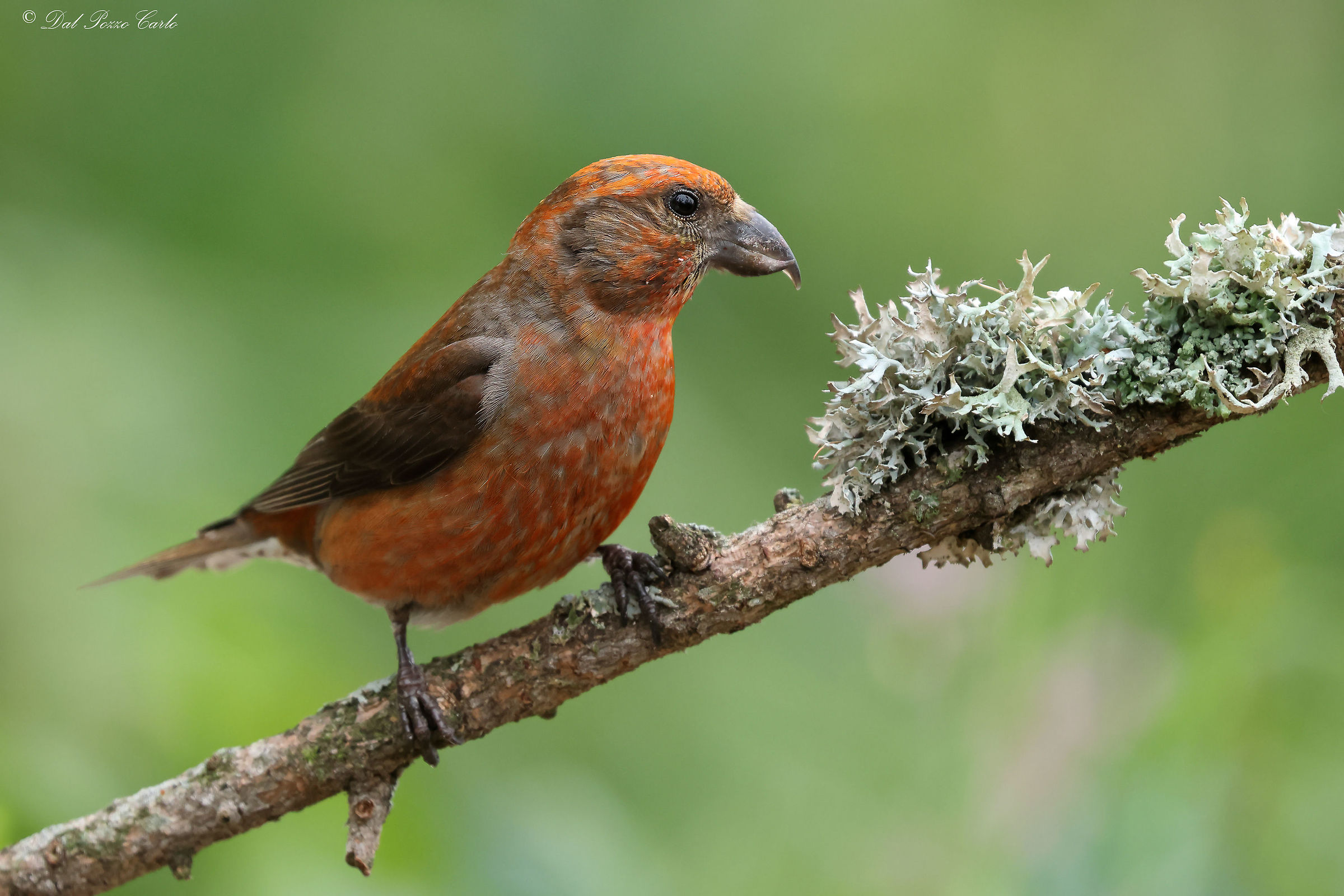 The parrot of our Alps