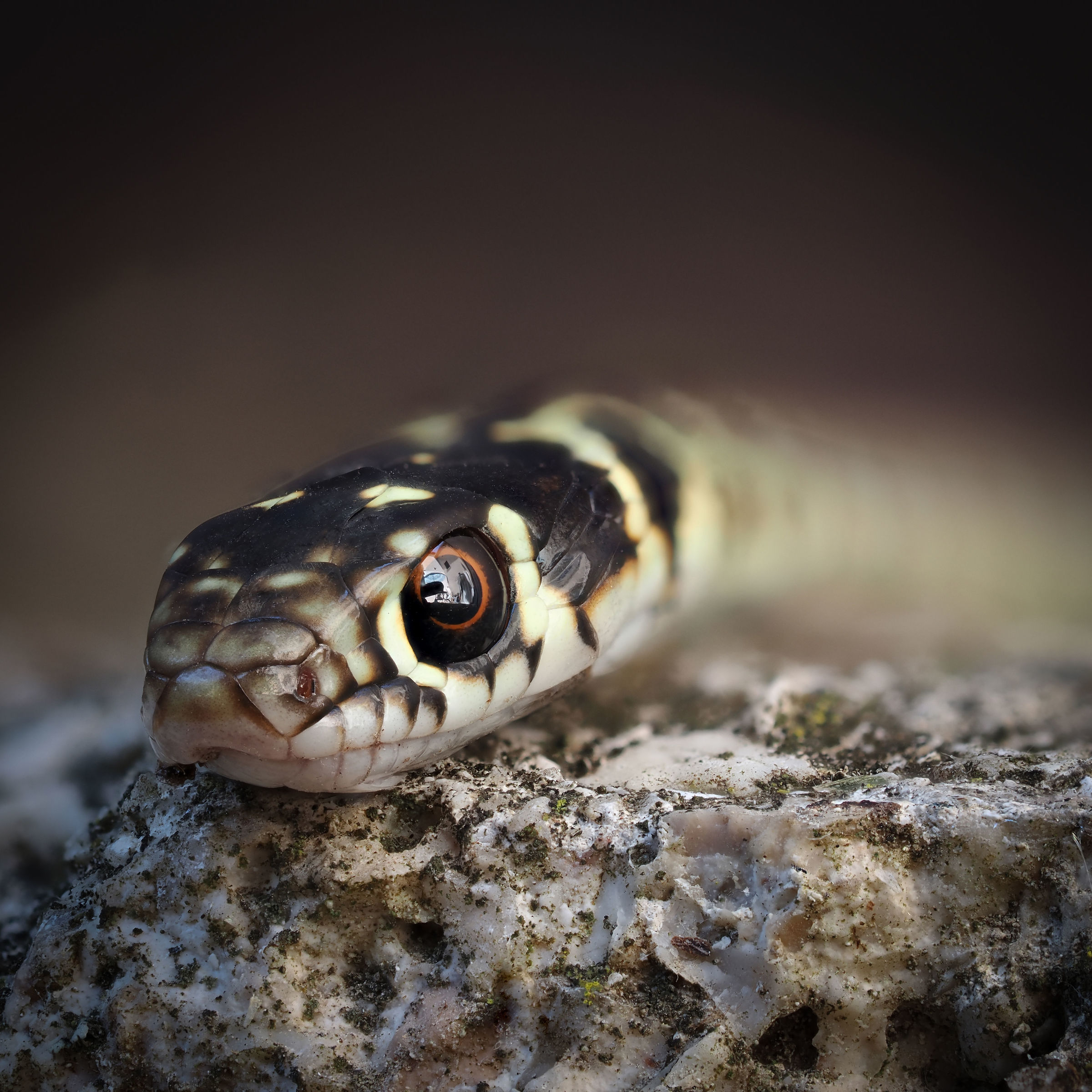 Natrix