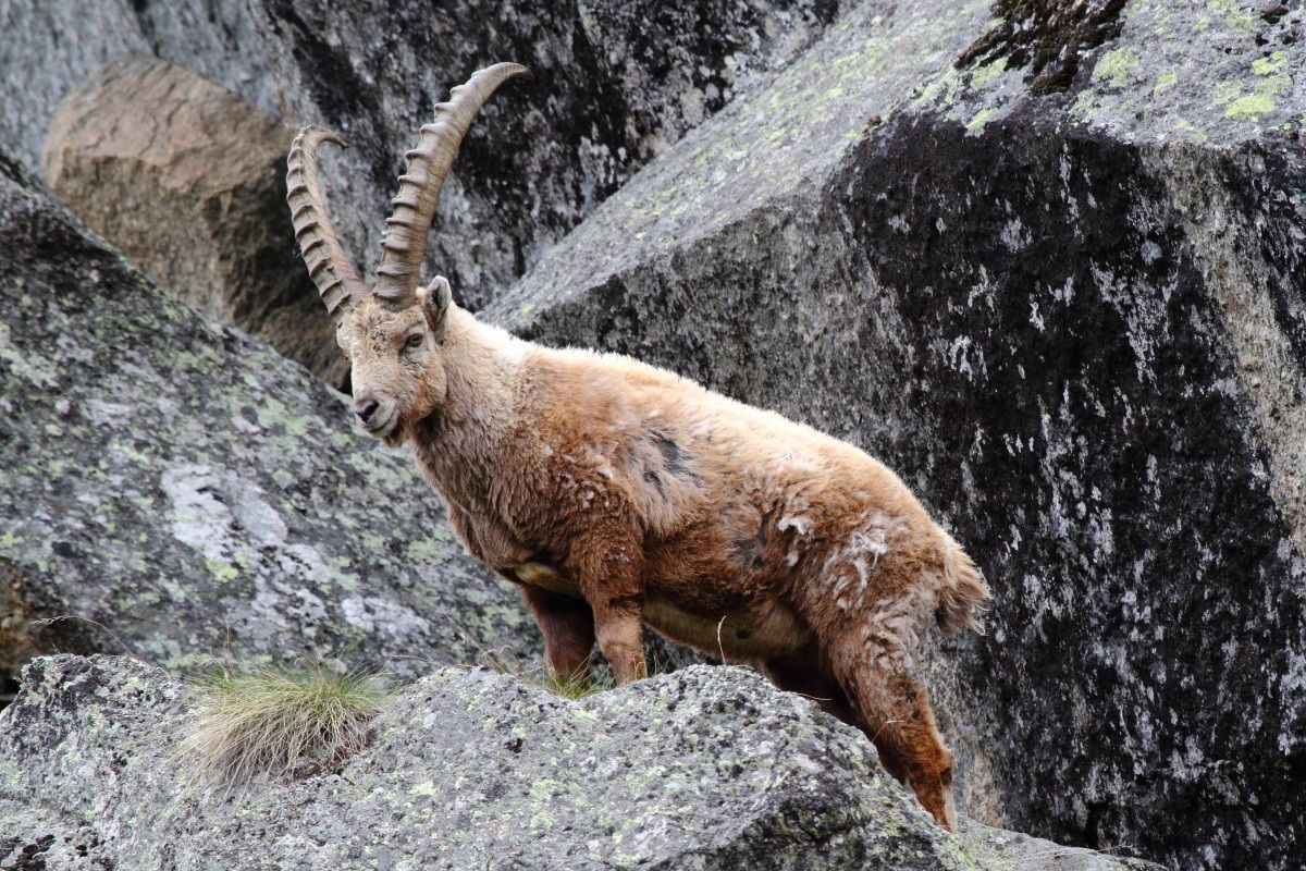 Rock goat