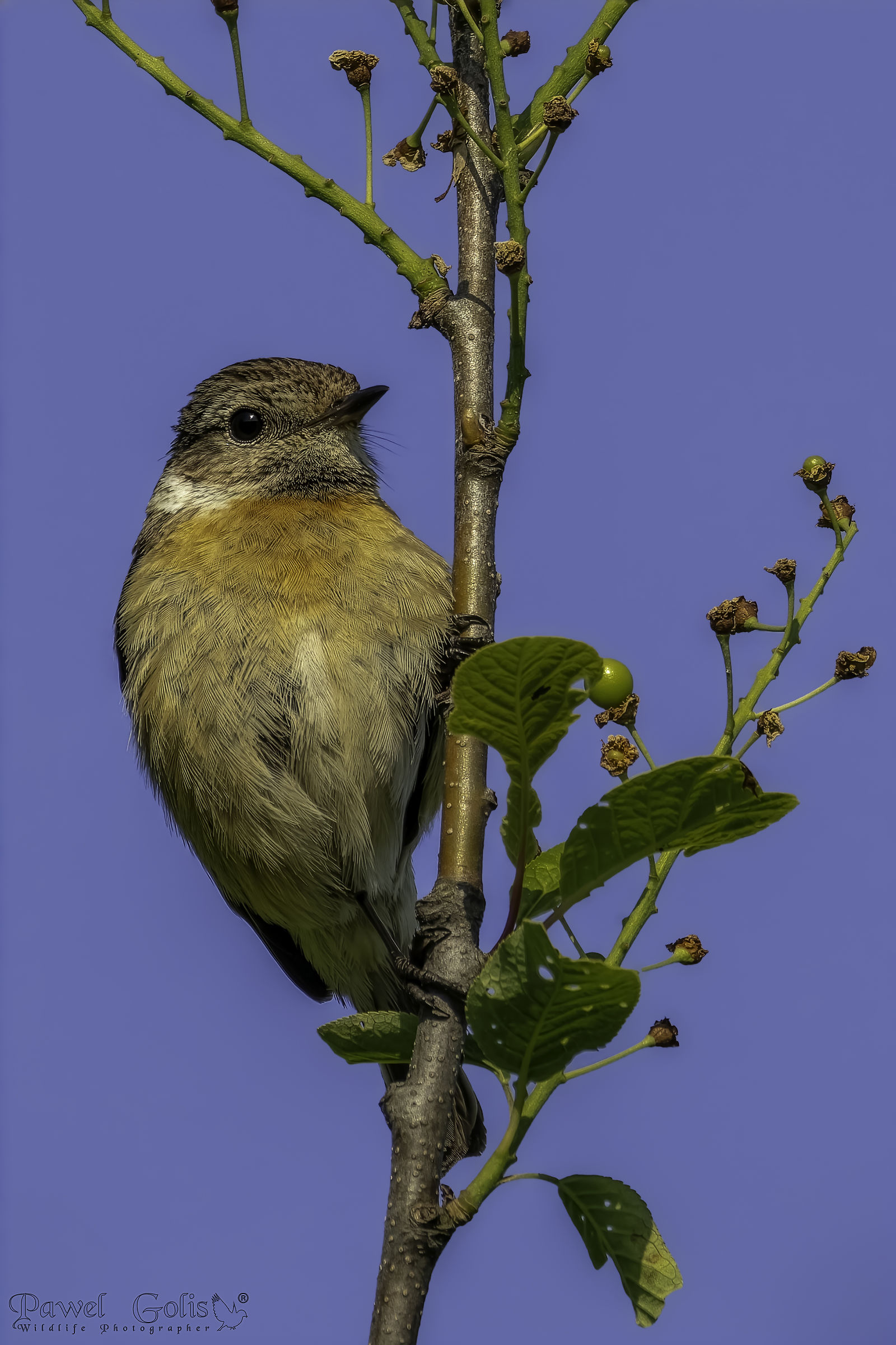 European stonechat (Saxicola rubicola)