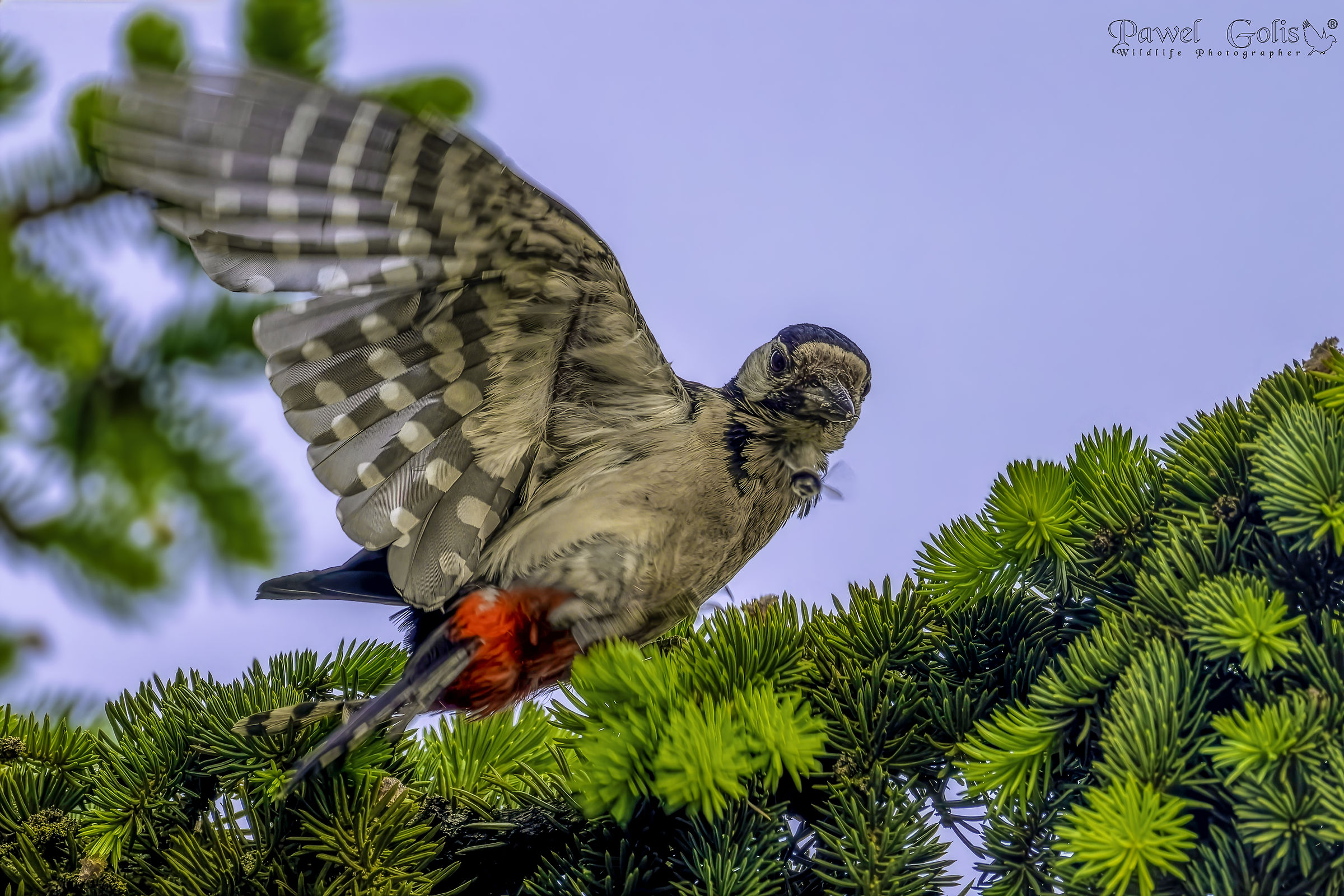 Il picchio maculato maggiore (Dendrocopos major)