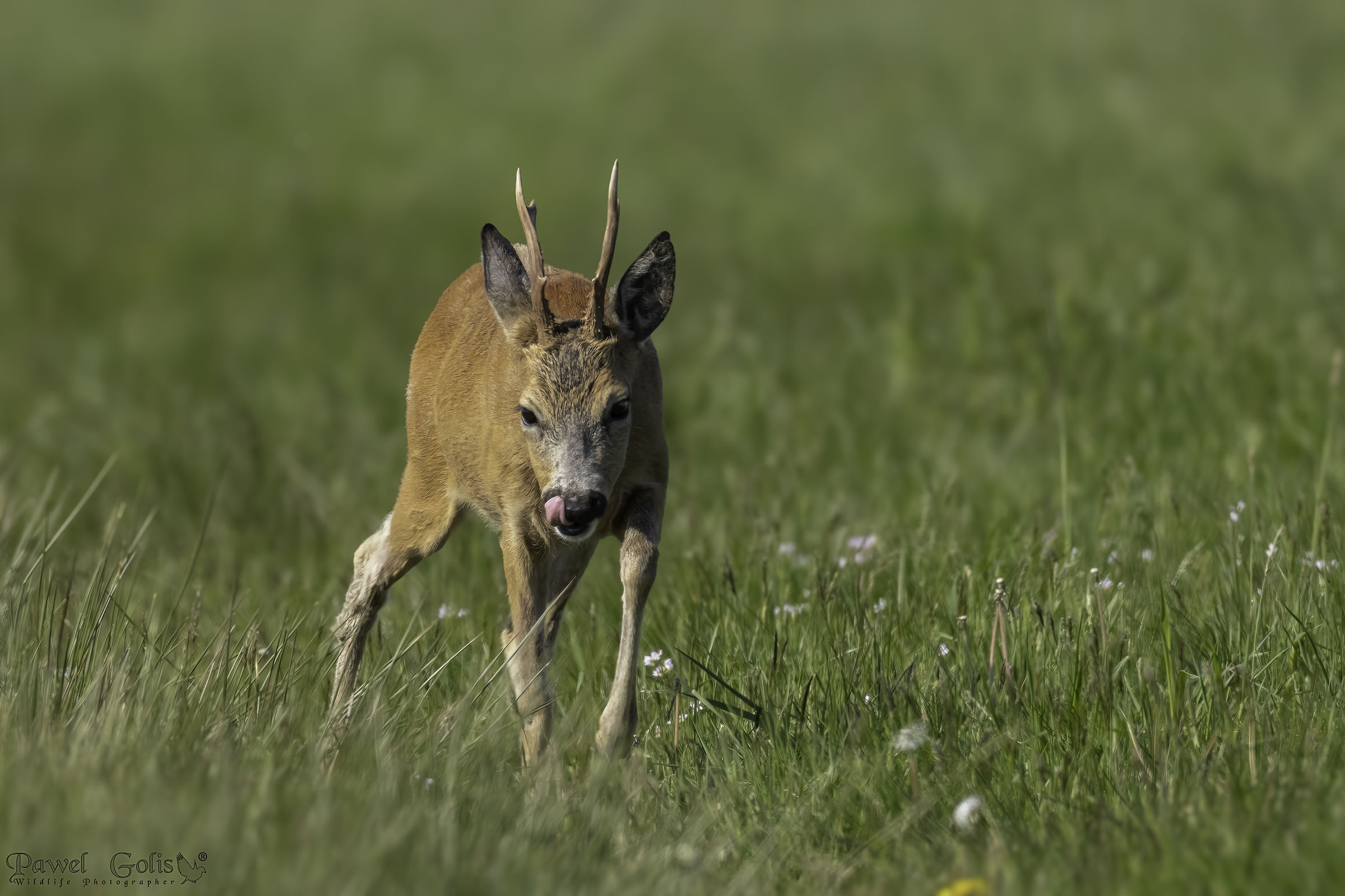 Roe deer (Capreolus capreolus)