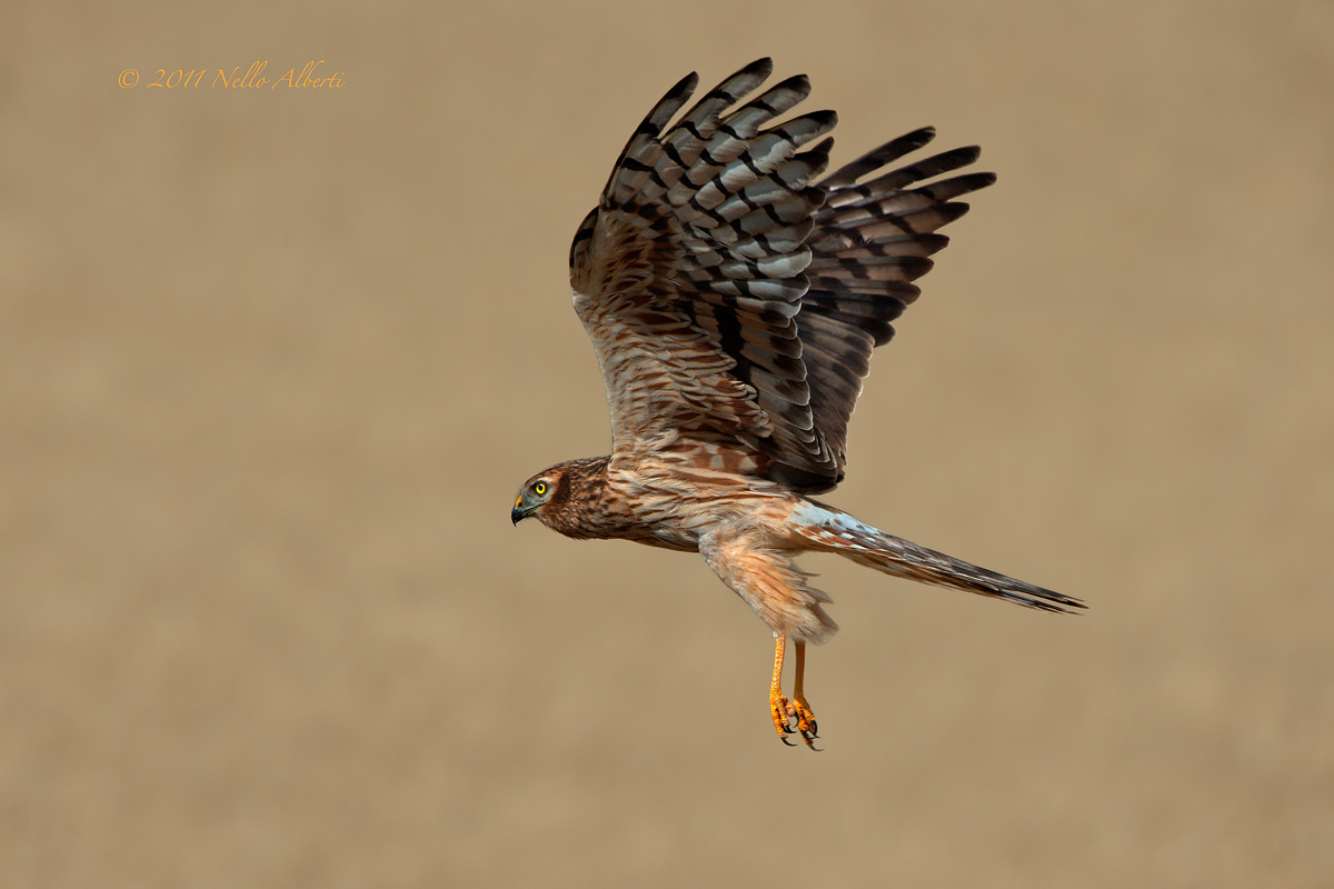 discesa in un campo di grano