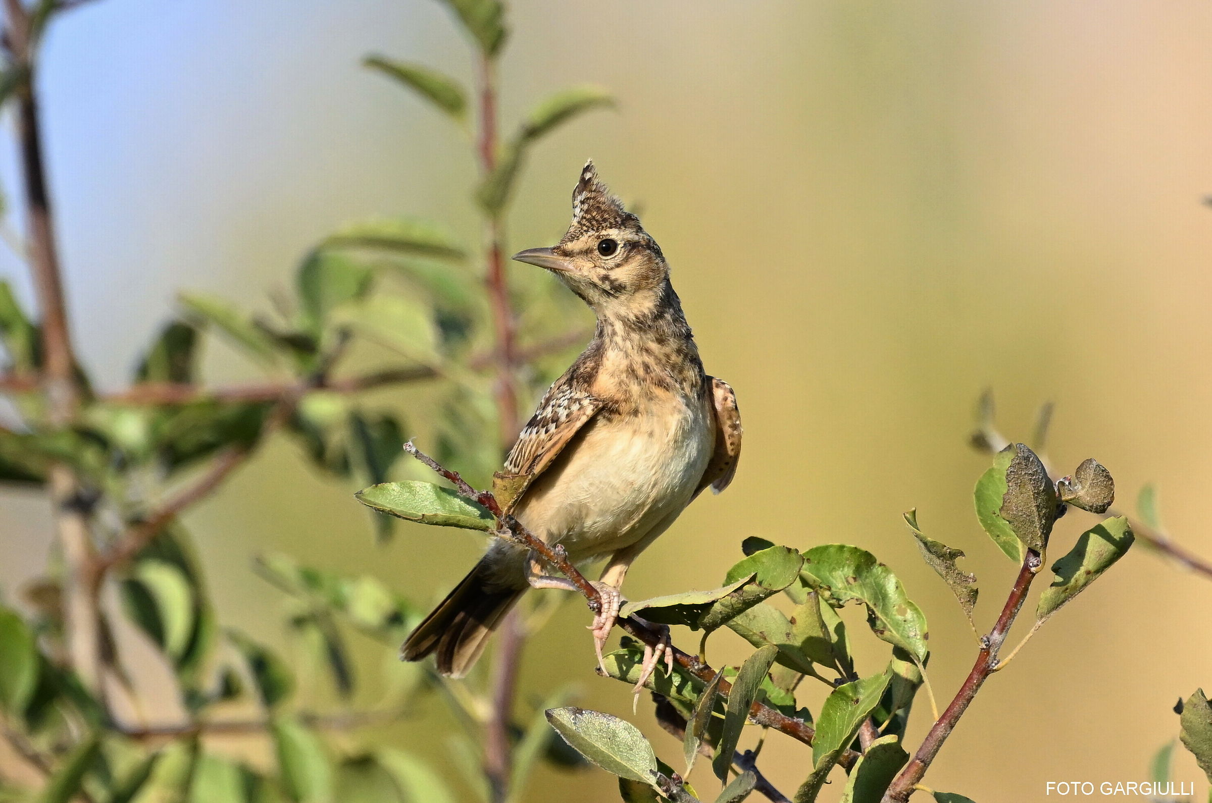 Allodola cappelluta