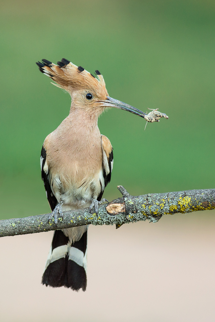 hoopoe with prey