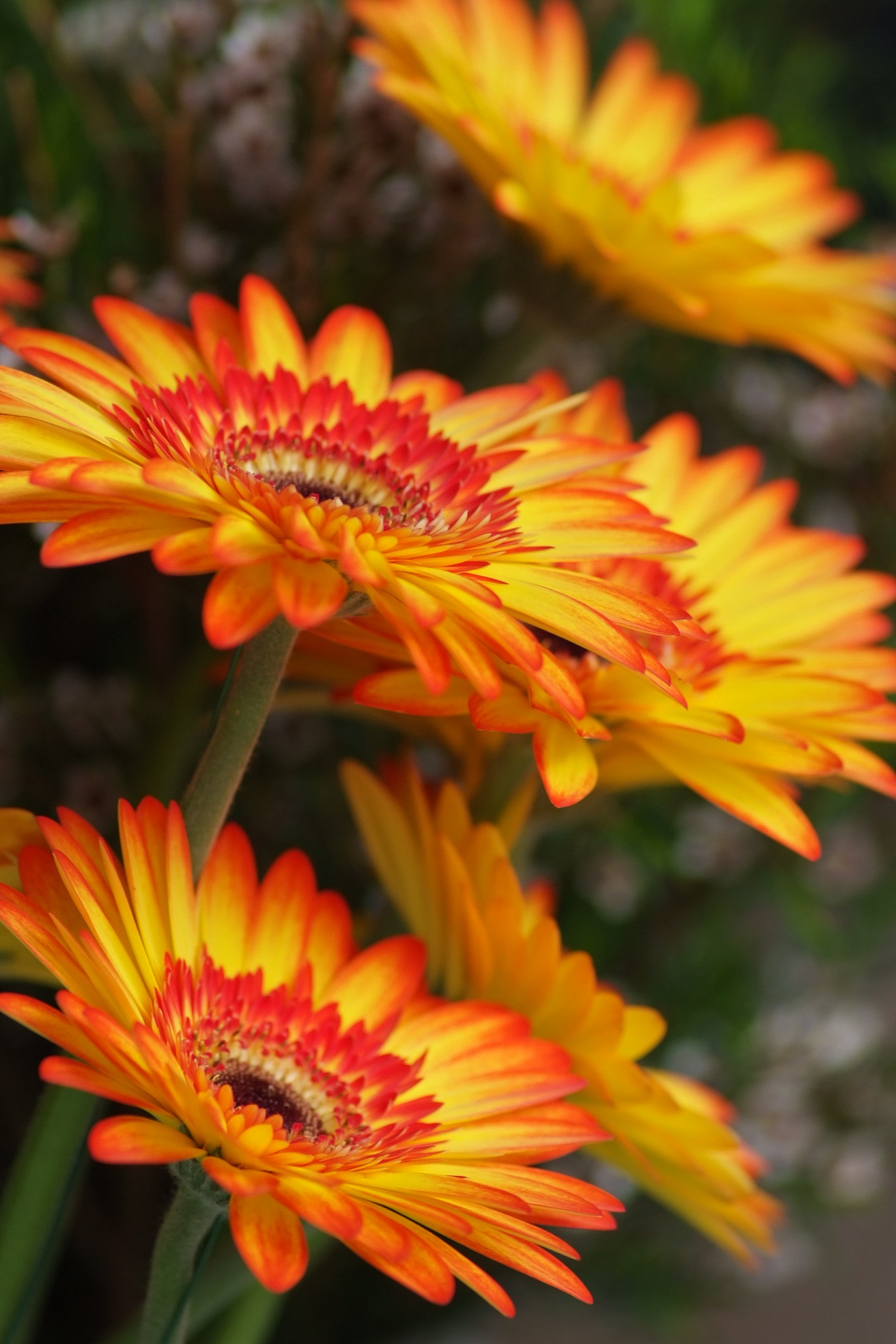 Gerberas