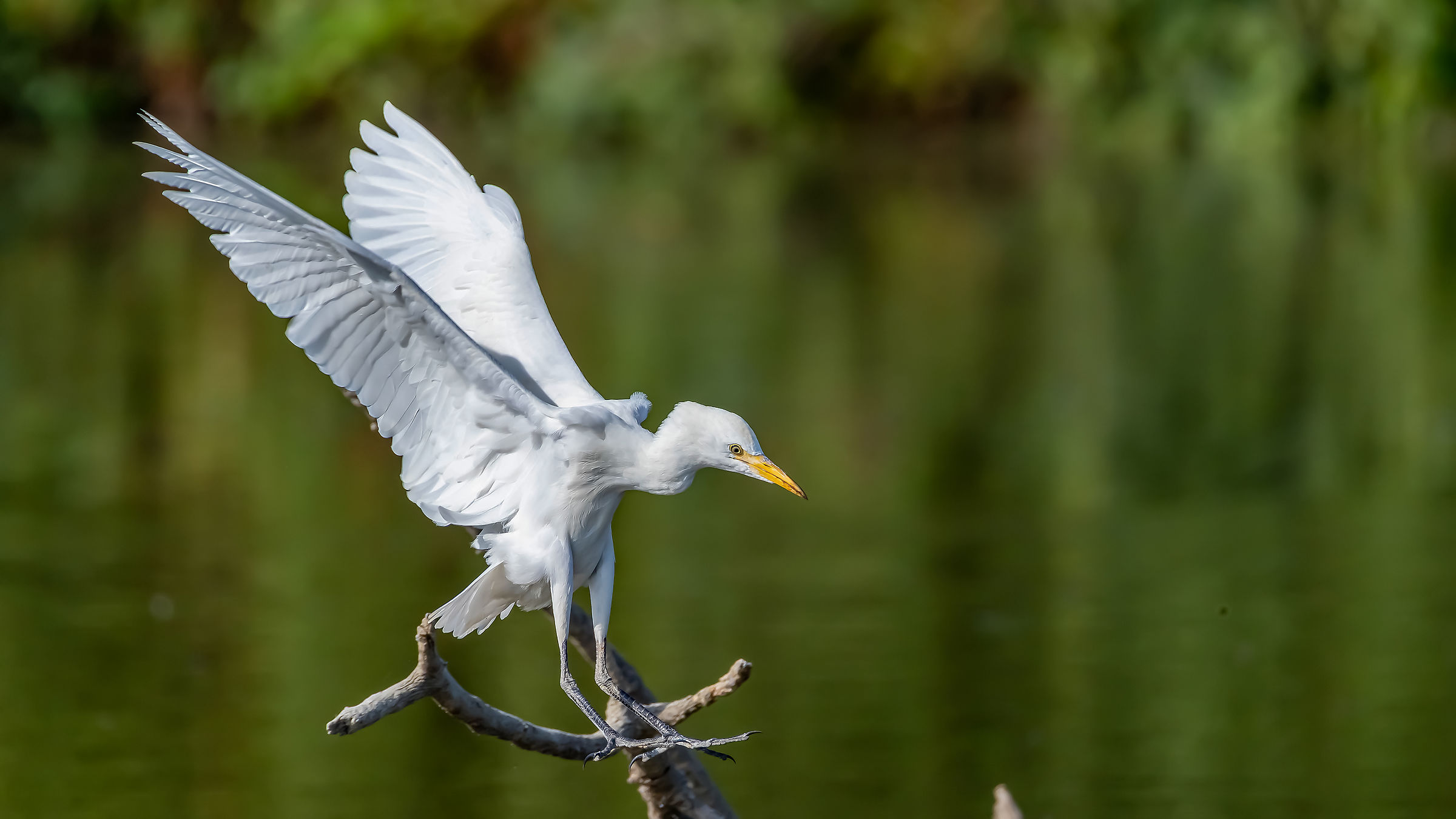 Cattle Egrets