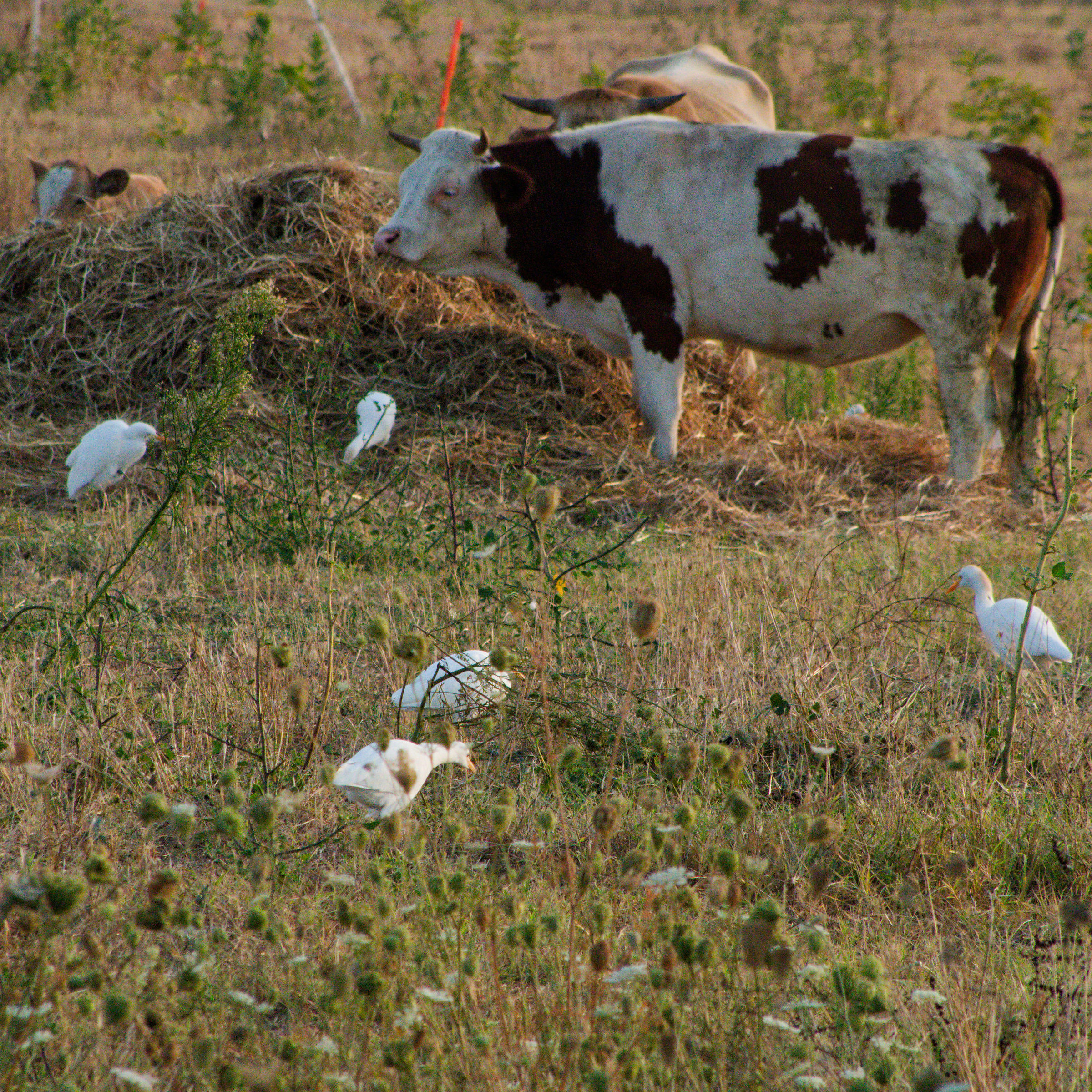 the cattle egret, the Bubulcus ibis