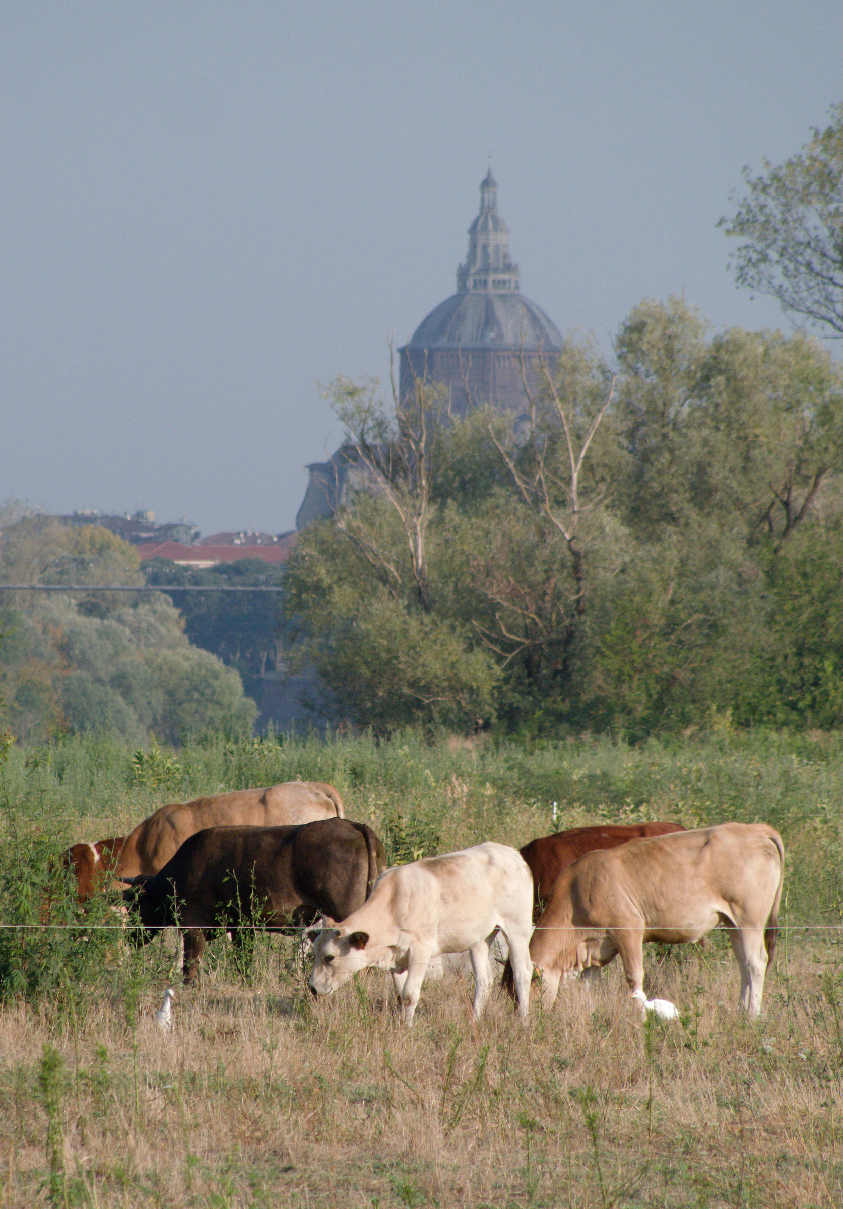 The cows under the Duomo