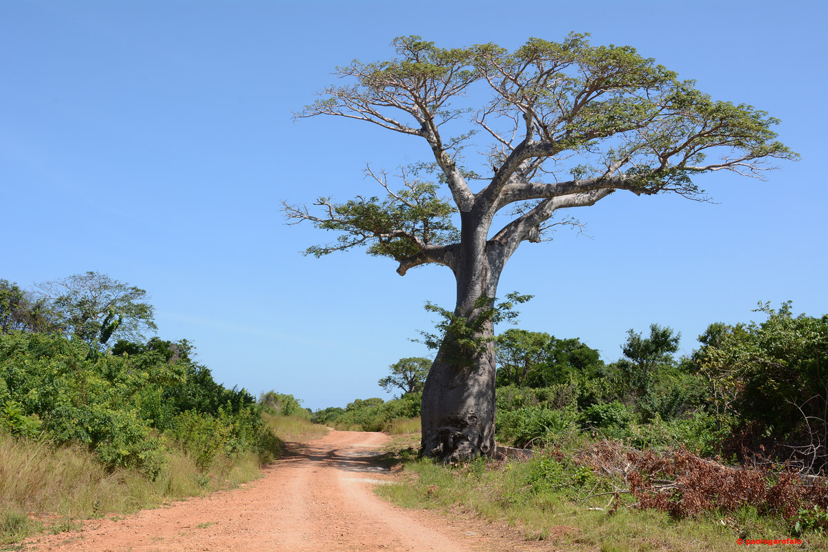 Il baobab