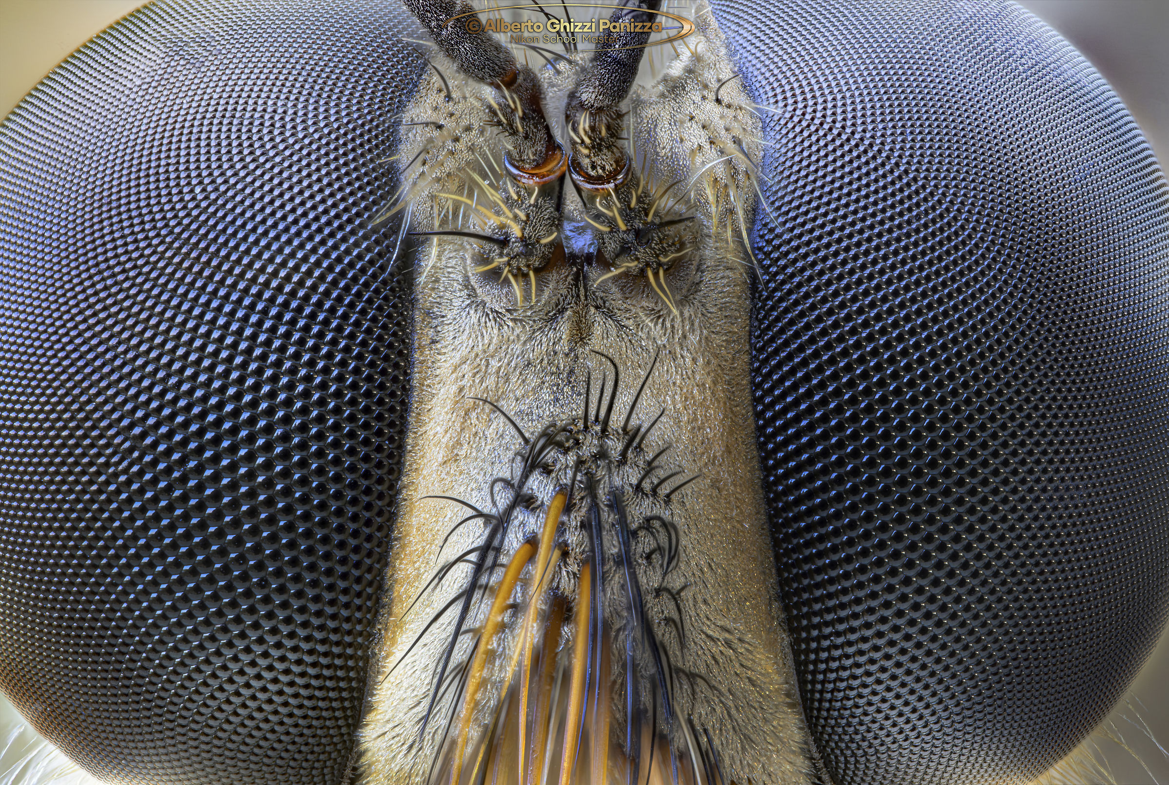 Frontale di Asilidae con Laowa Aksen 5-10x