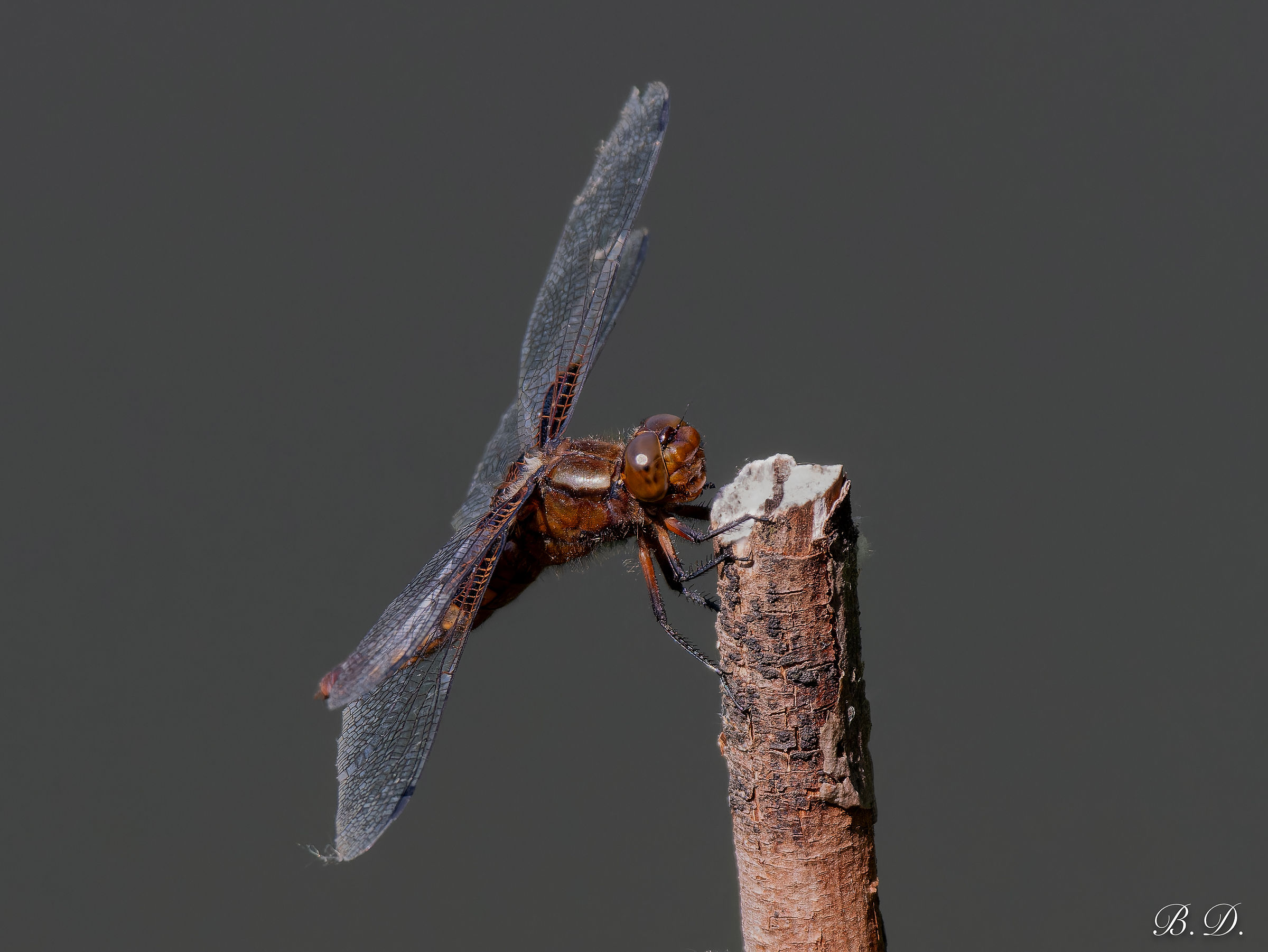 Dragonfly