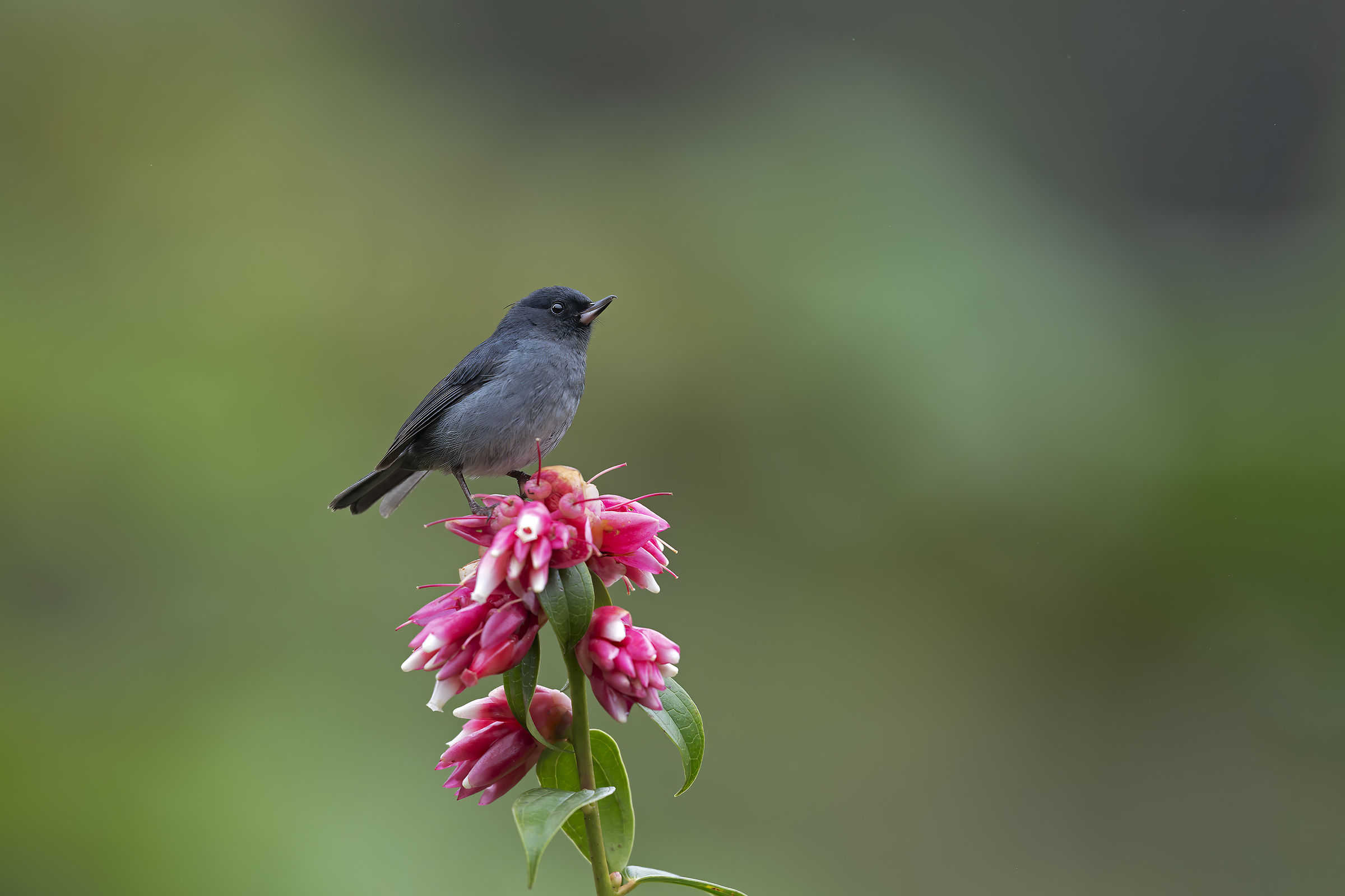 Bucafiori ardesia
