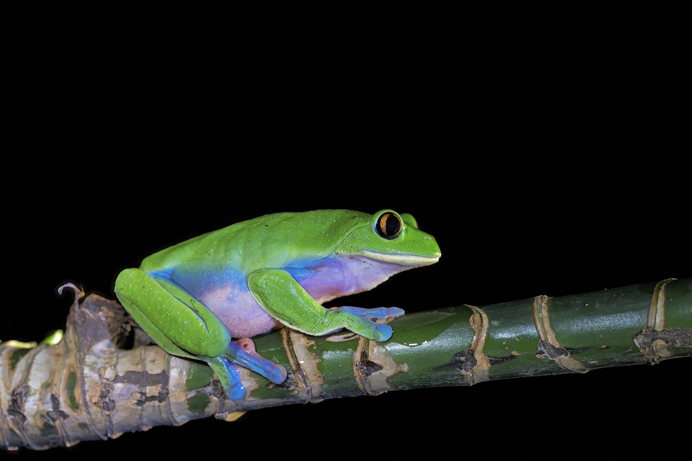 Raganella dai fianchi blu