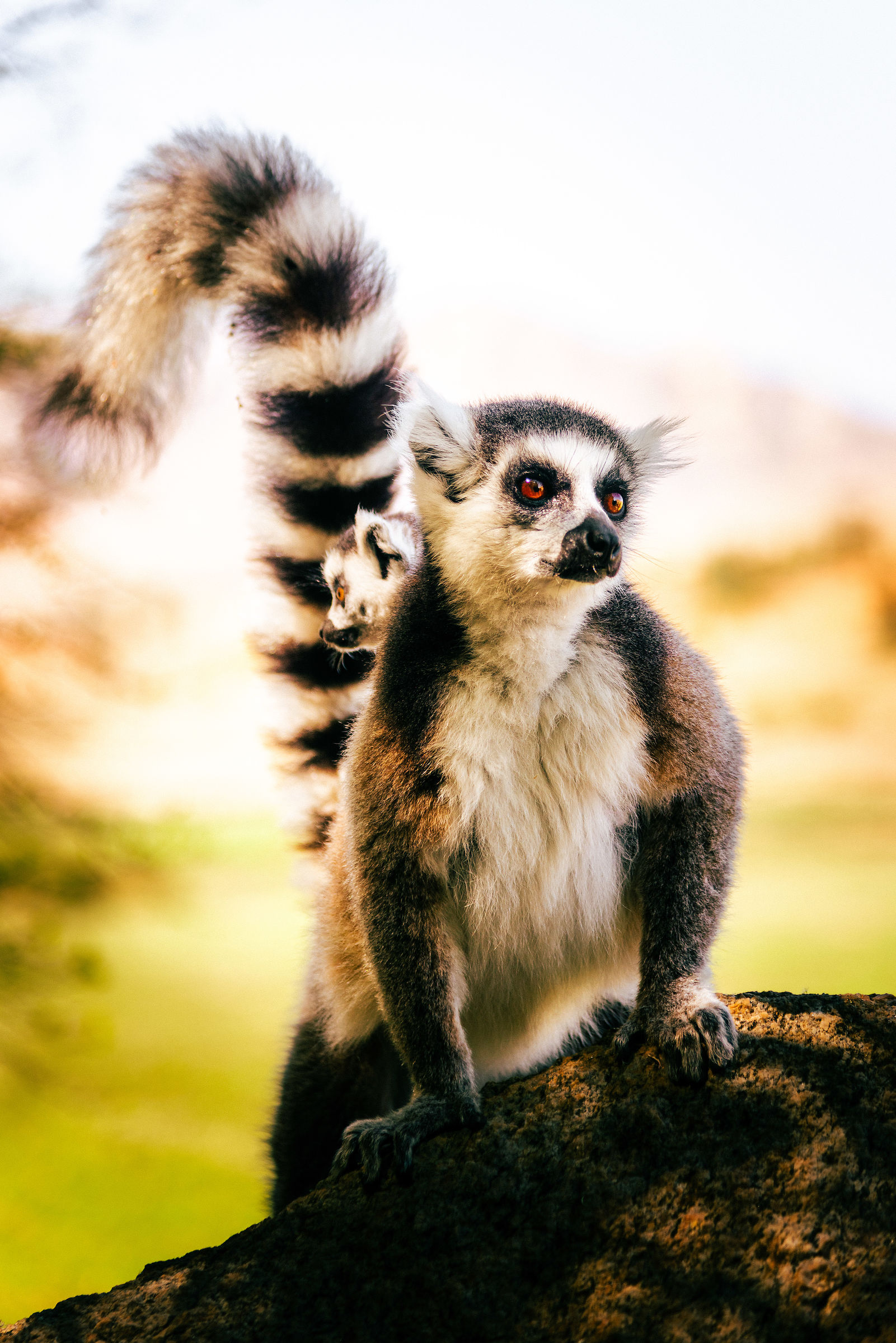 Lemuri Catta