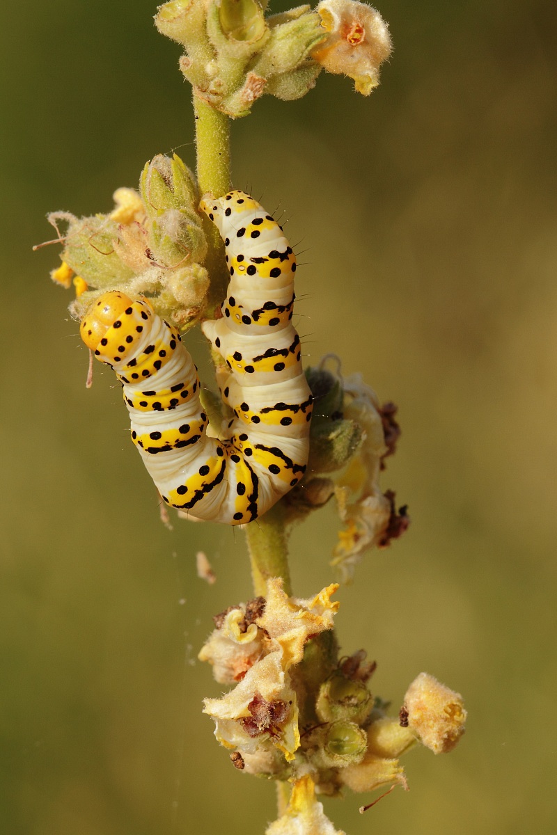 caterpillar