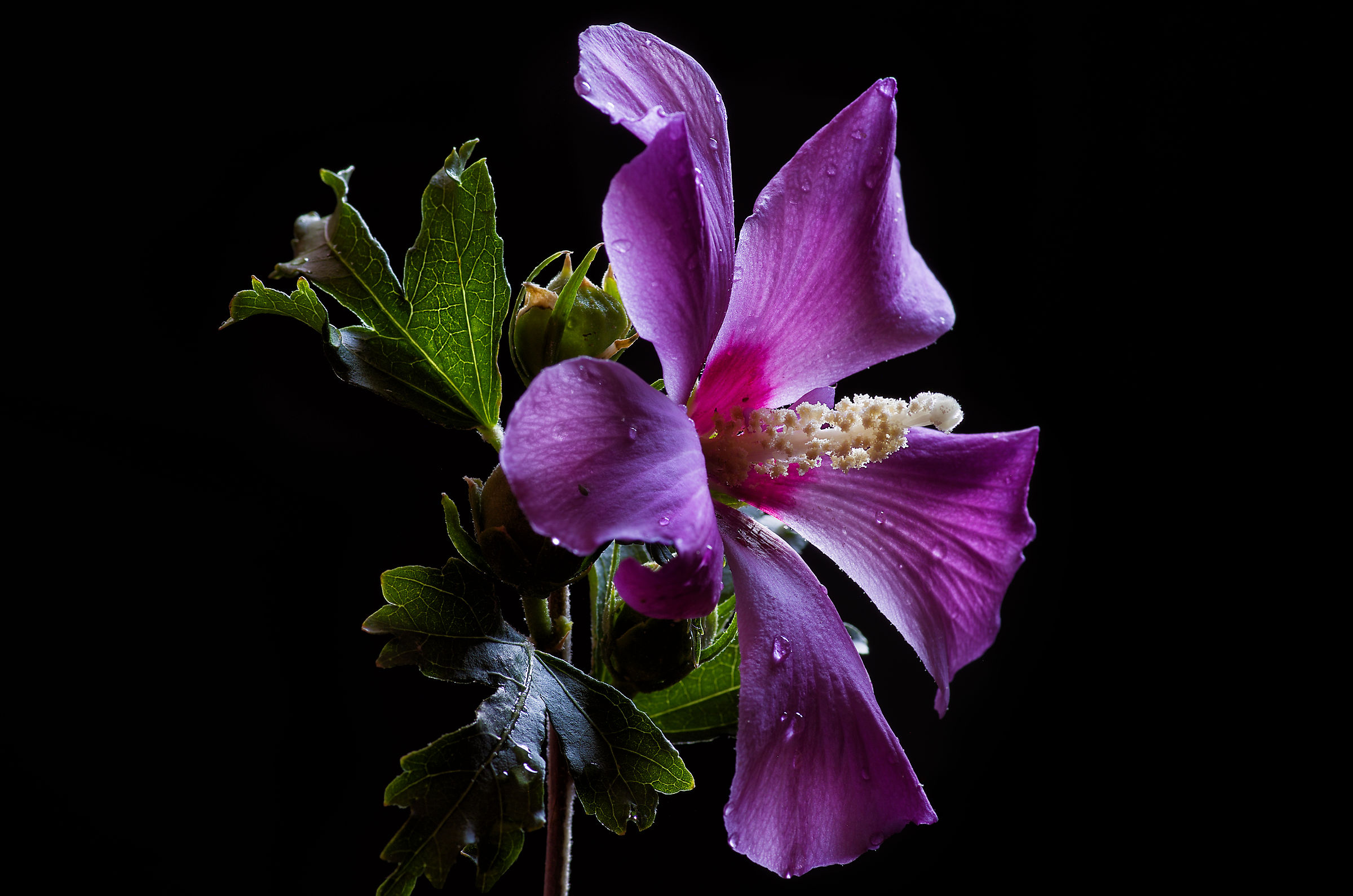 Hibiscus